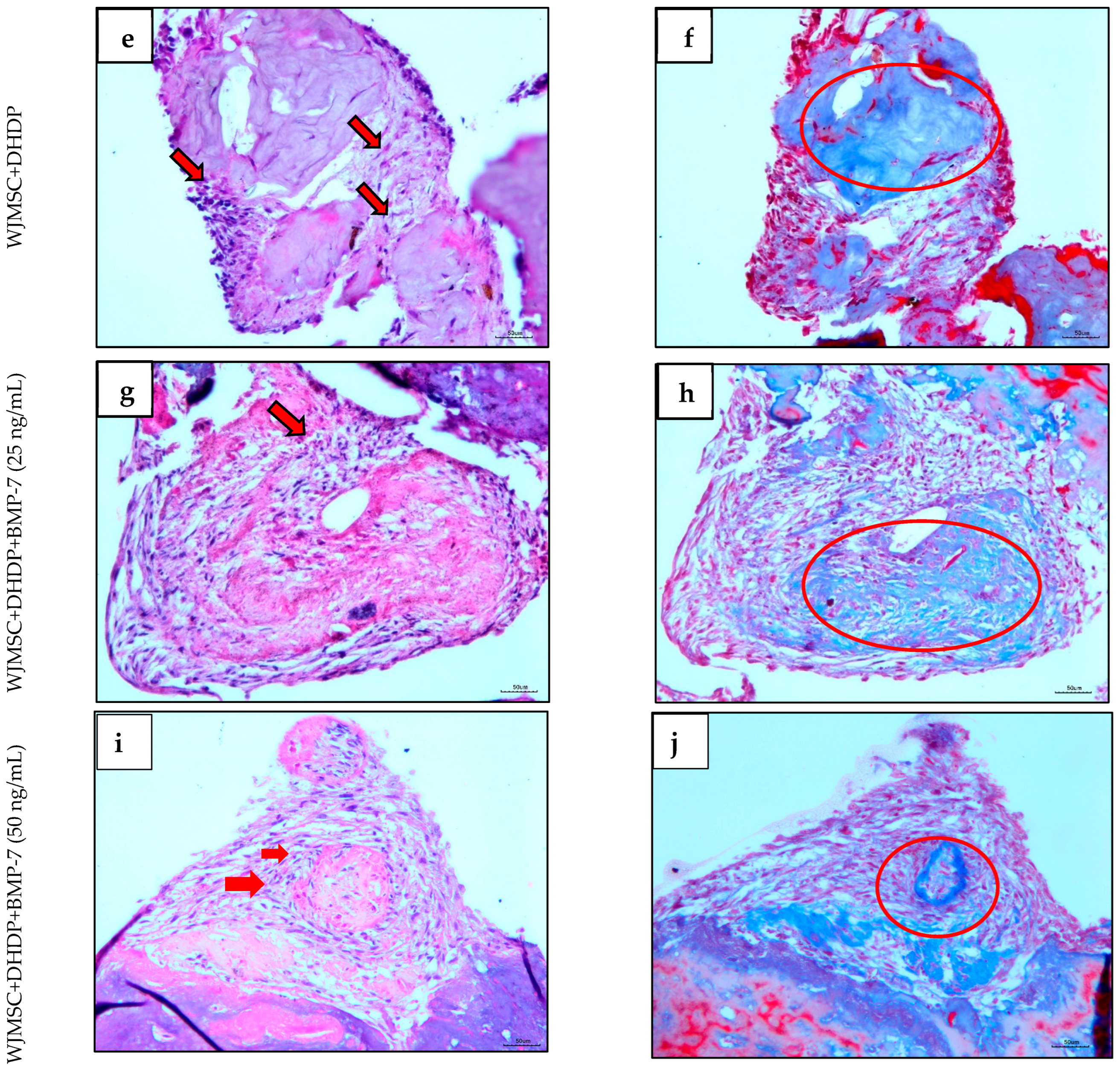 Ijms 26 11760 g002b Ijms 26 11760 g002b