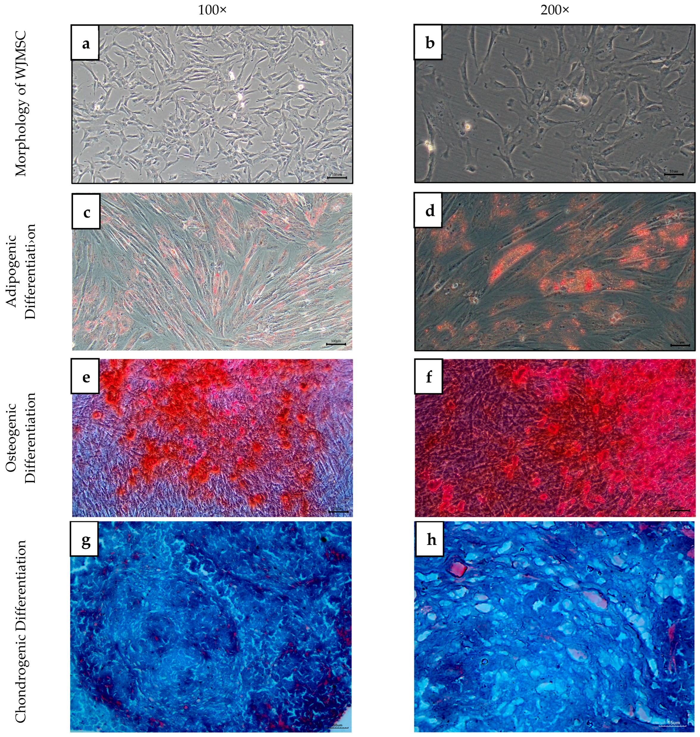 Ijms 26 11760 g003 Ijms 26 11760 g003