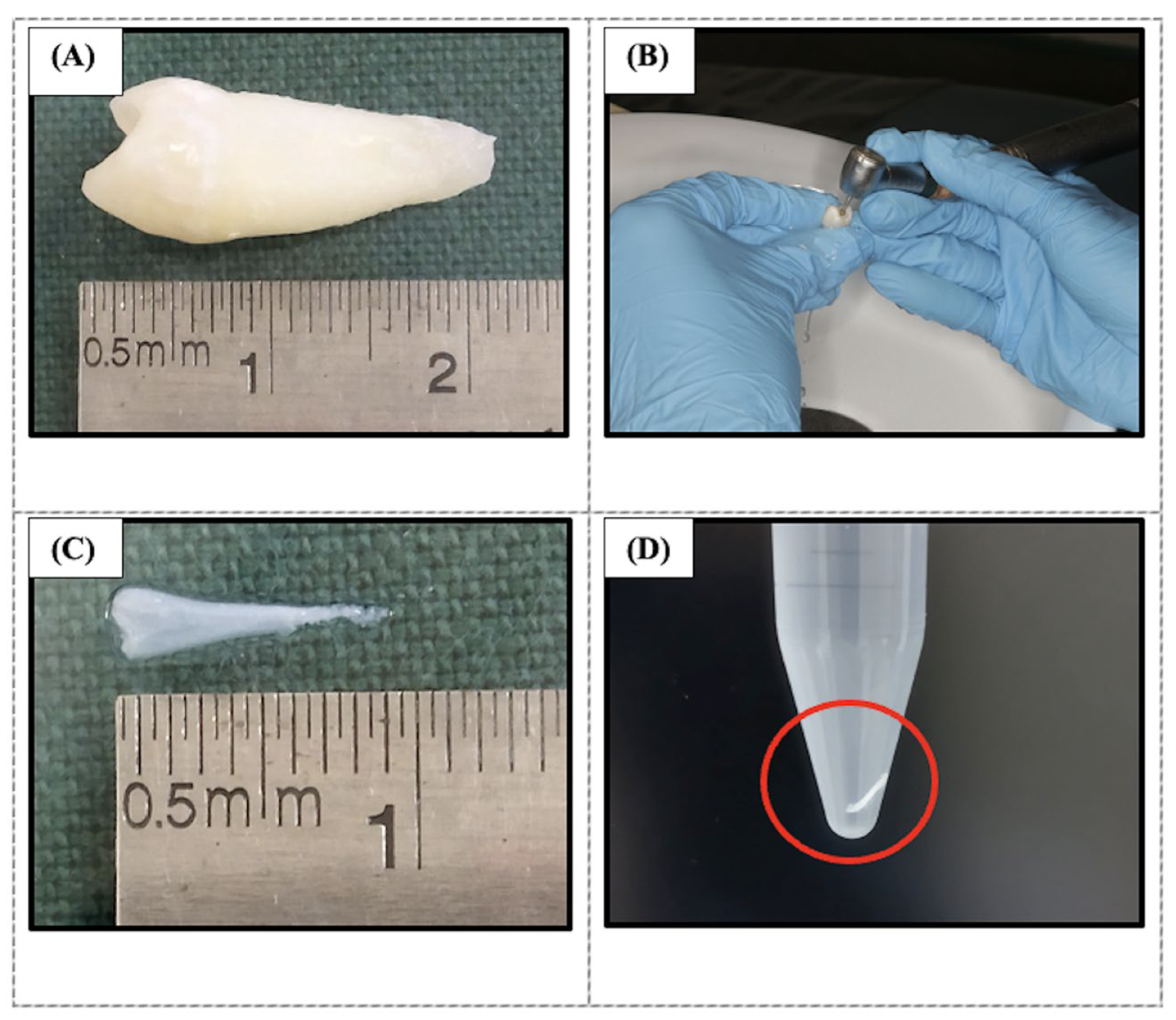 Ijms 26 11760 g010 Ijms 26 11760 g010