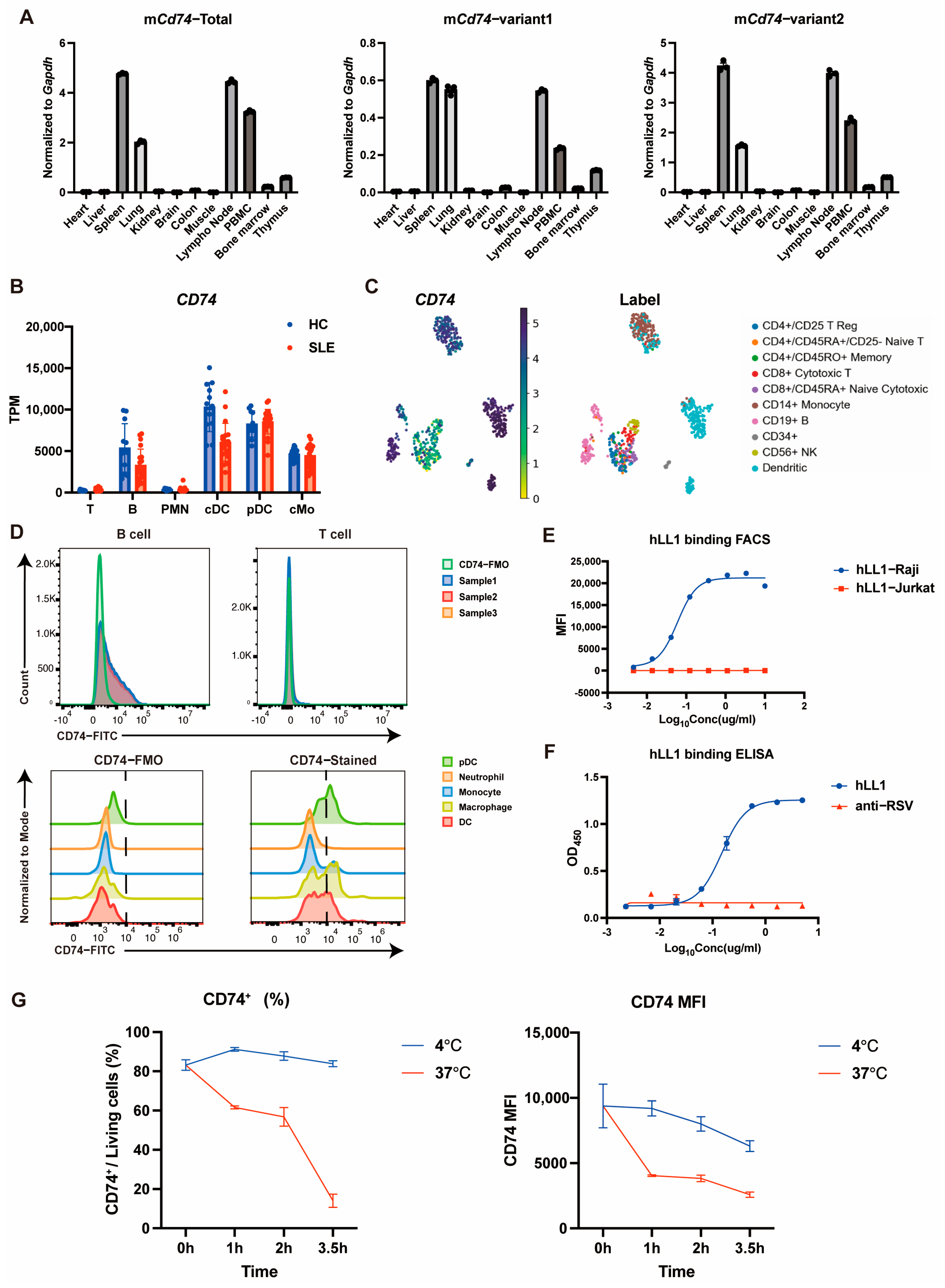 Ijms 26 11761 g001 Ijms 26 11761 g001
