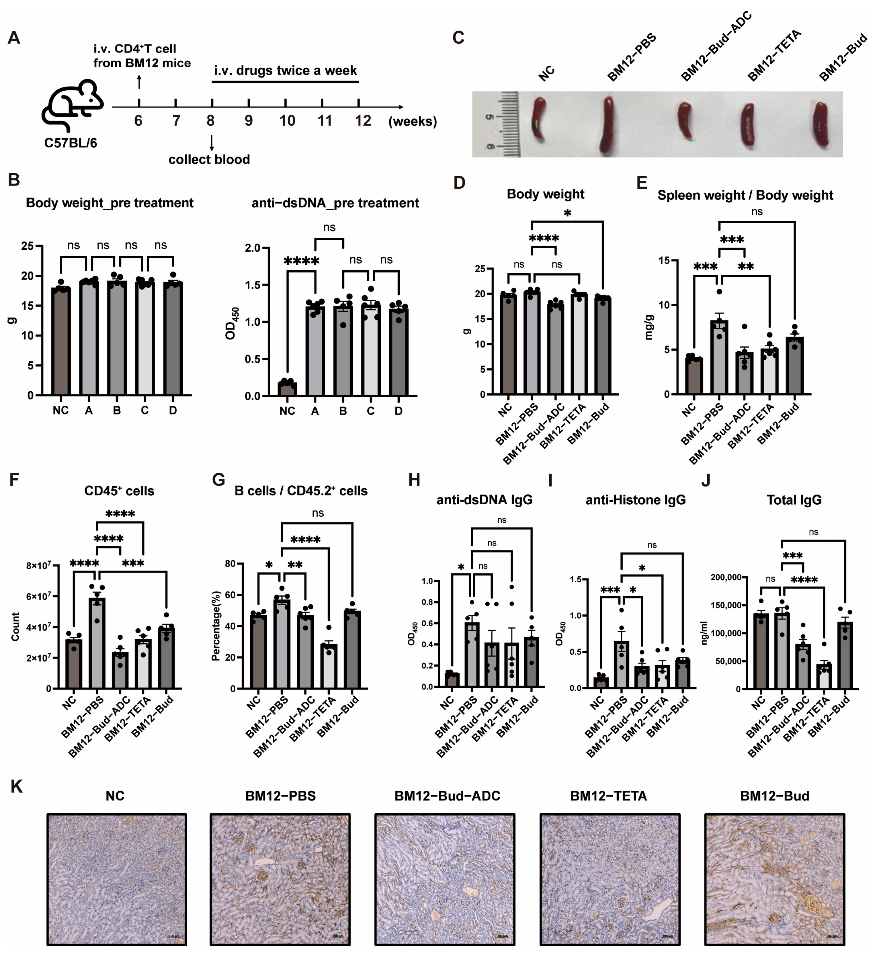 Ijms 26 11761 g006 Ijms 26 11761 g006