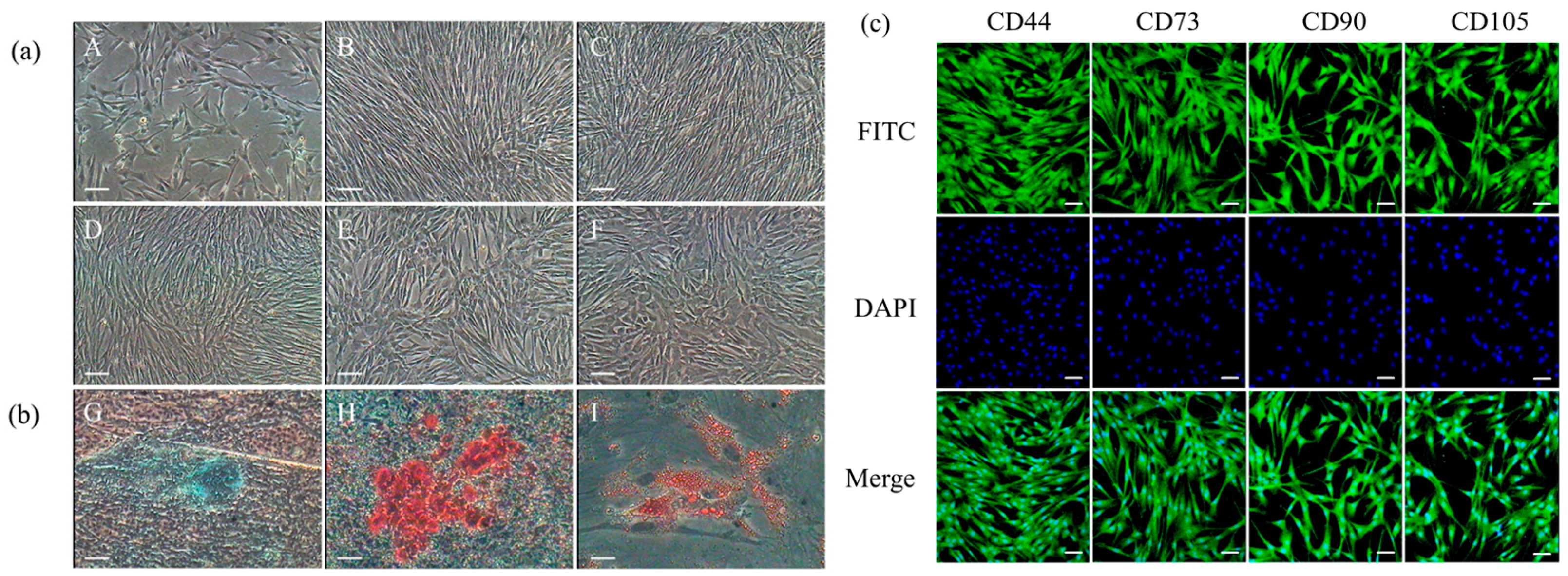 Ijms 26 11798 g001 Ijms 26 11798 g001