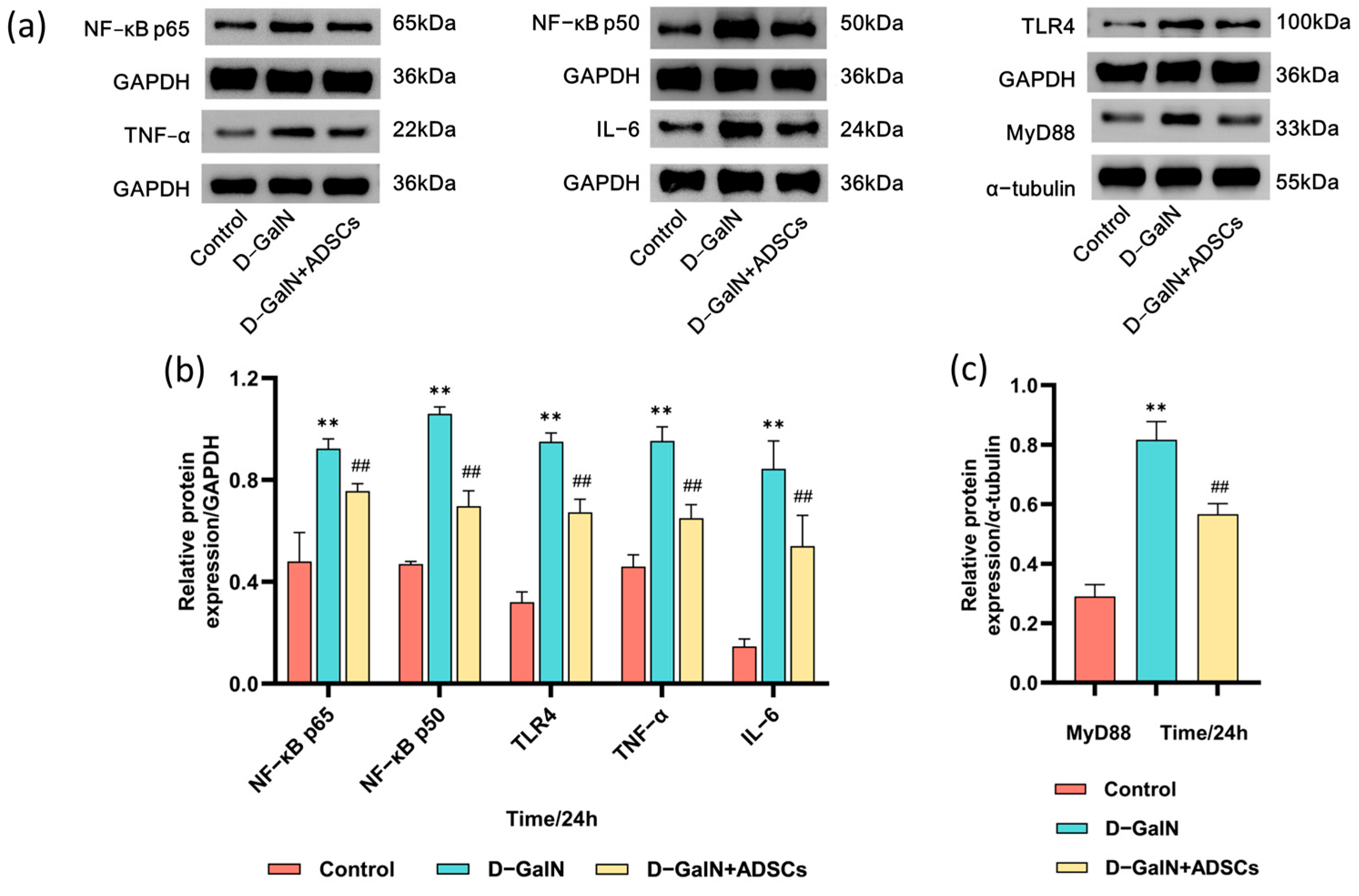 Ijms 26 11798 g010 Ijms 26 11798 g010