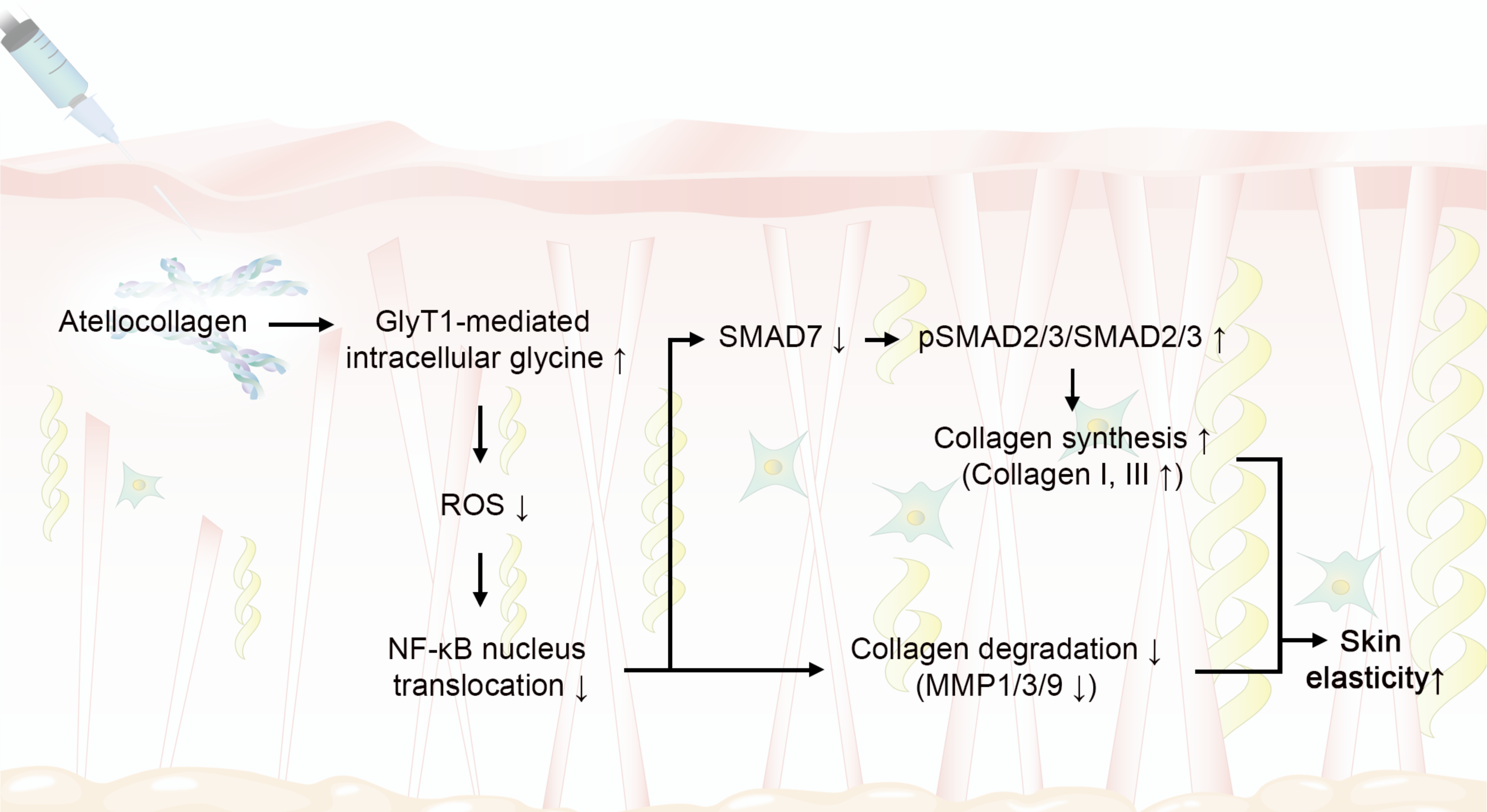 Ijms 26 11825 g006 Ijms 26 11825 g006