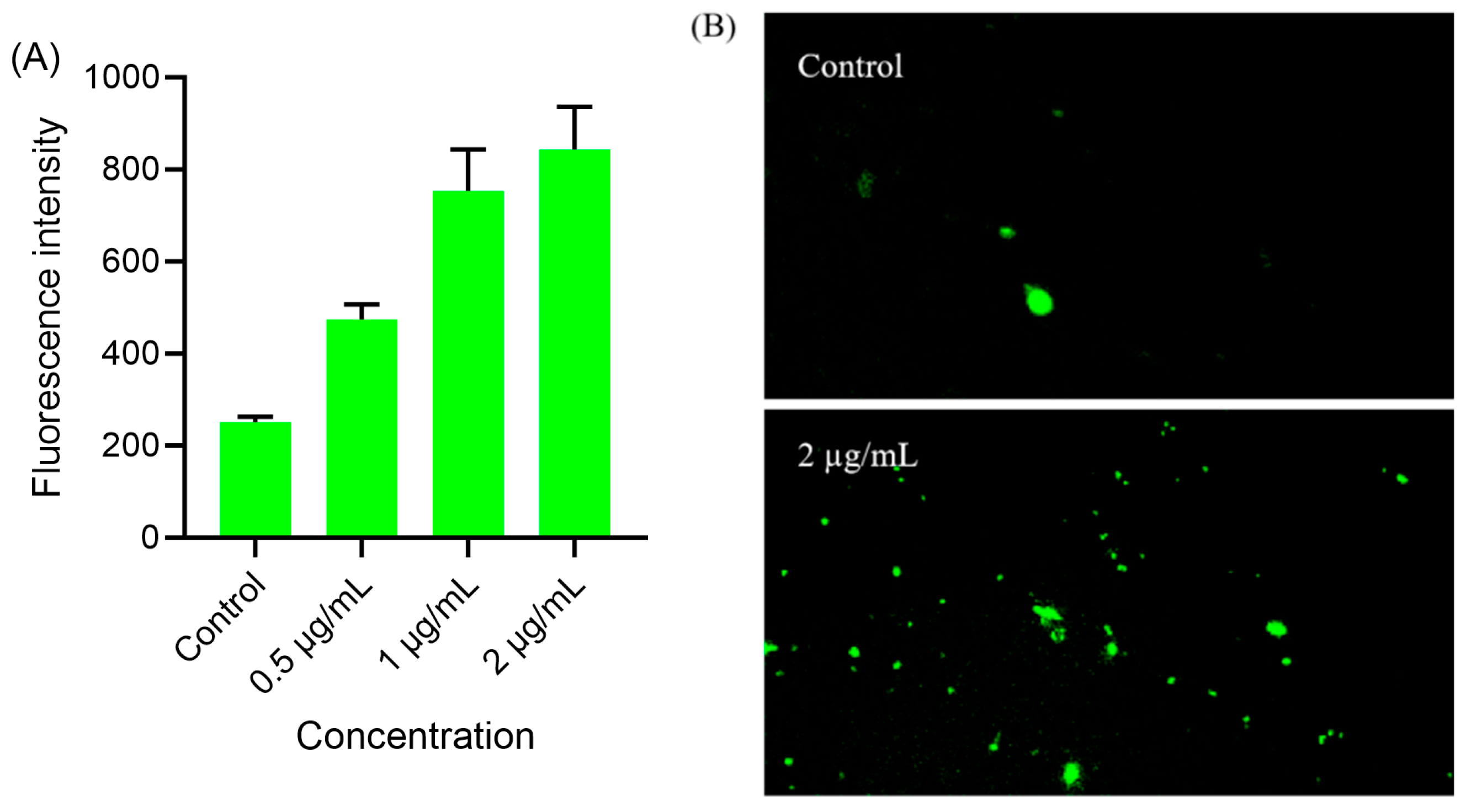 Ijms 26 11836 g009 Ijms 26 11836 g009