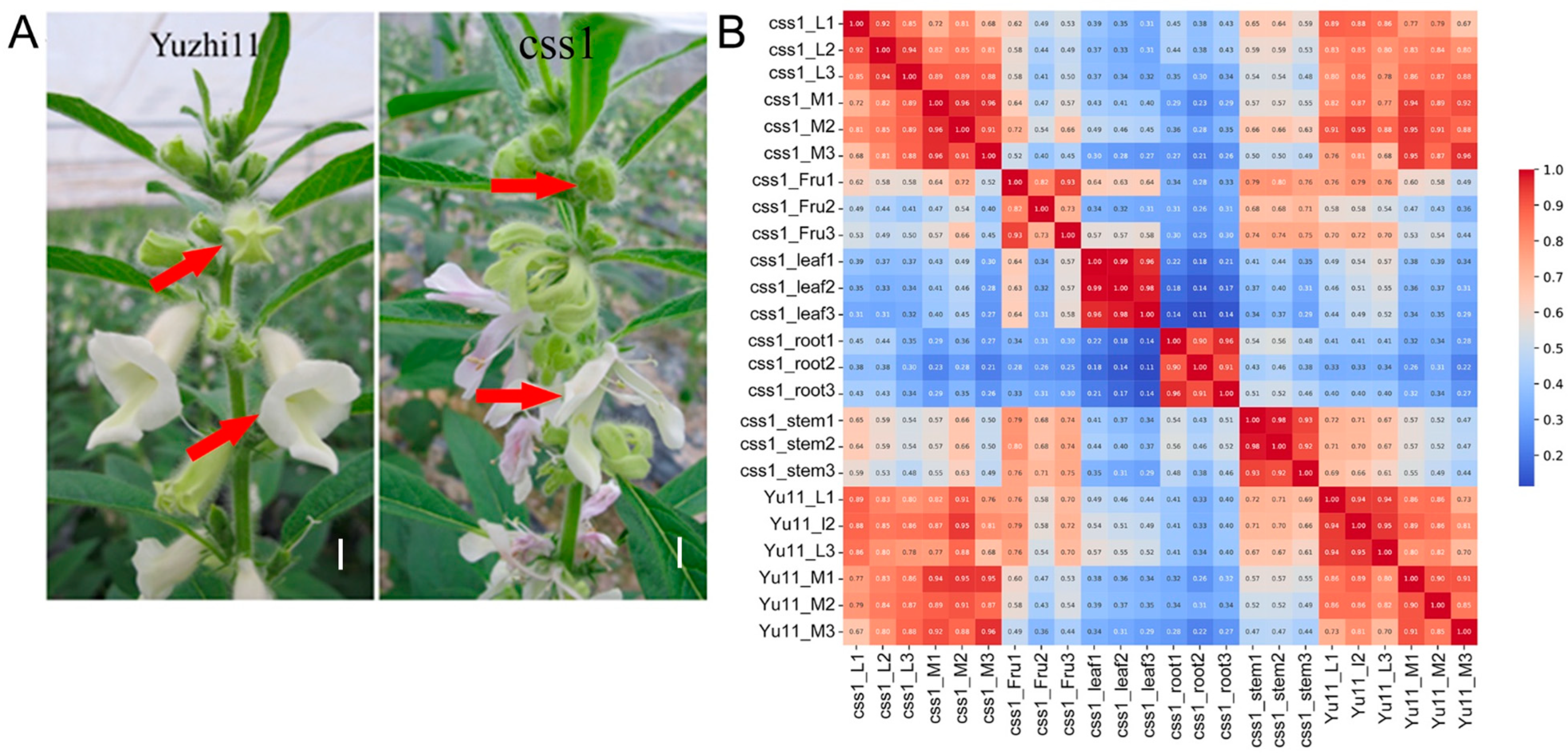 Ijms 26 11841 g001 Ijms 26 11841 g001