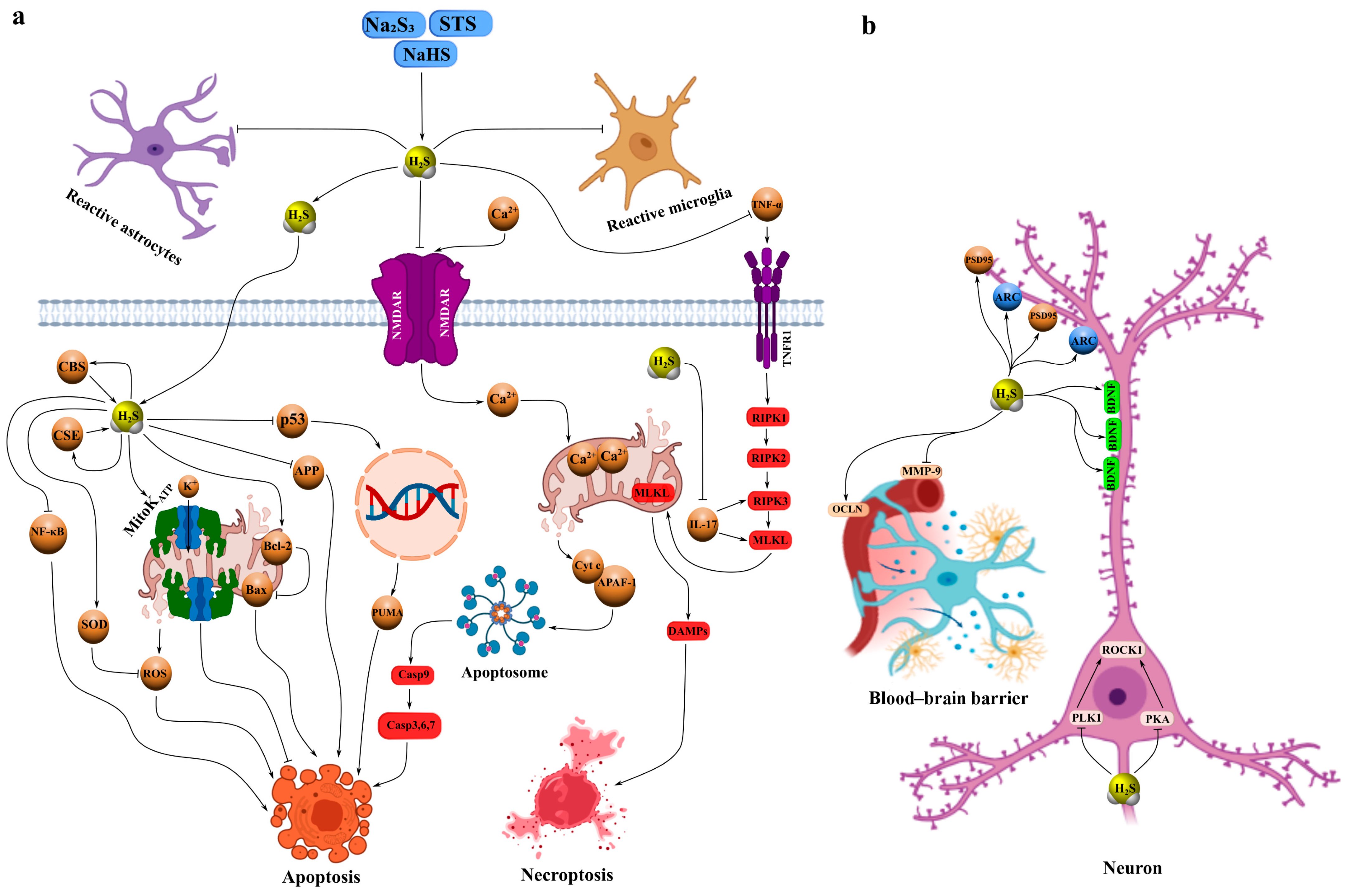 Ijms 26 11842 g002 Ijms 26 11842 g002