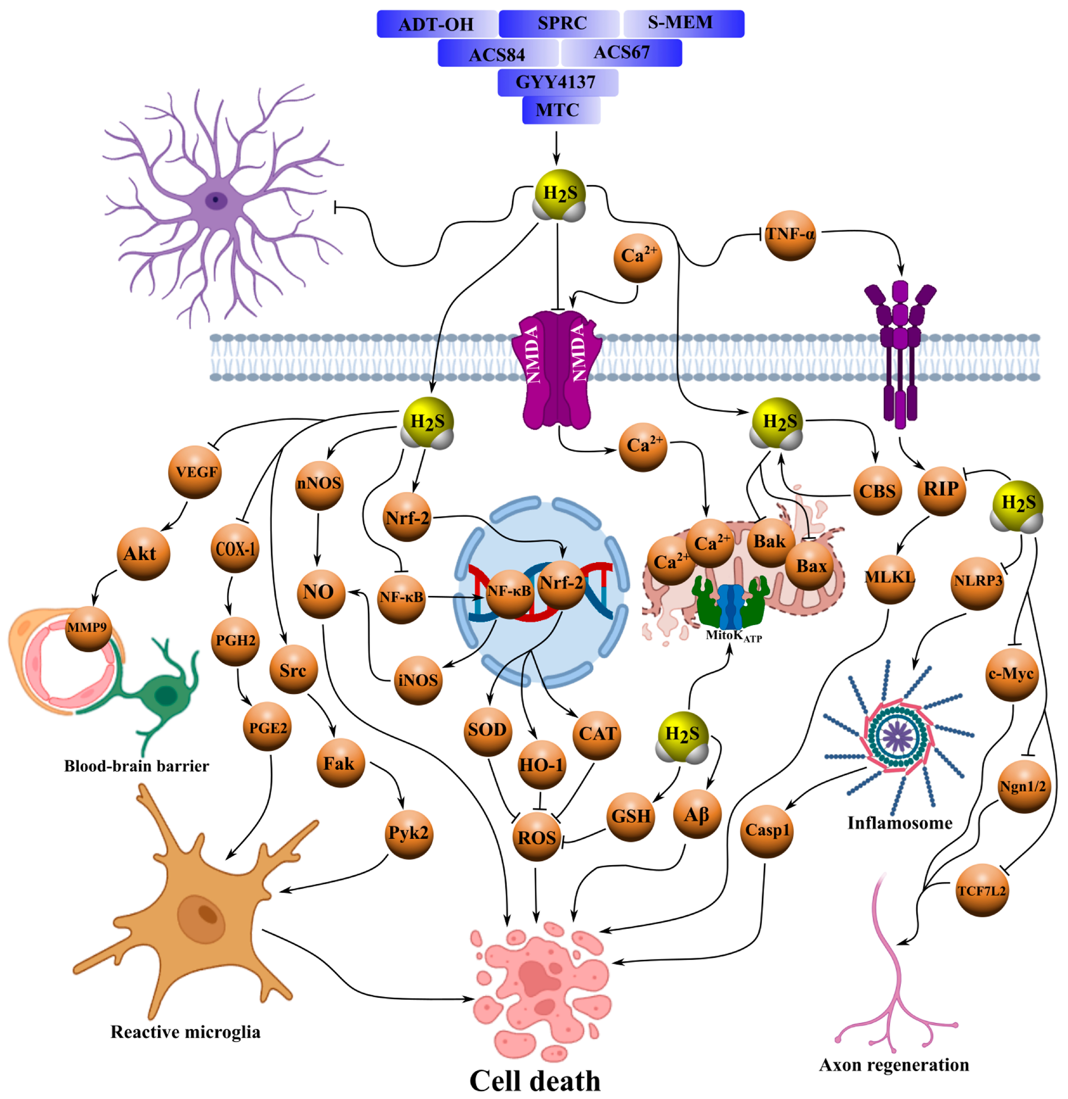 Ijms 26 11842 g003 Ijms 26 11842 g003