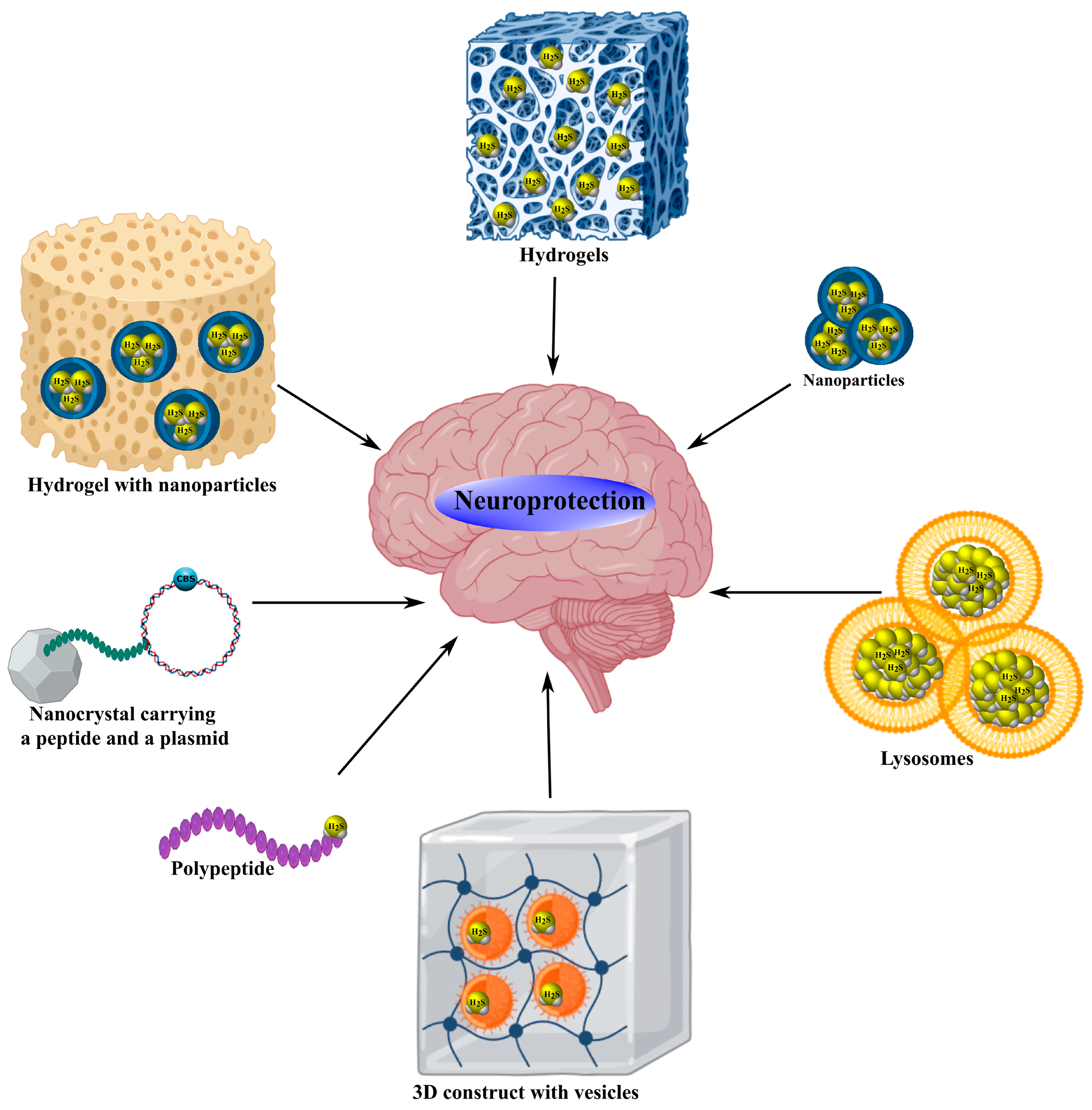 Ijms 26 11842 g004 Ijms 26 11842 g004