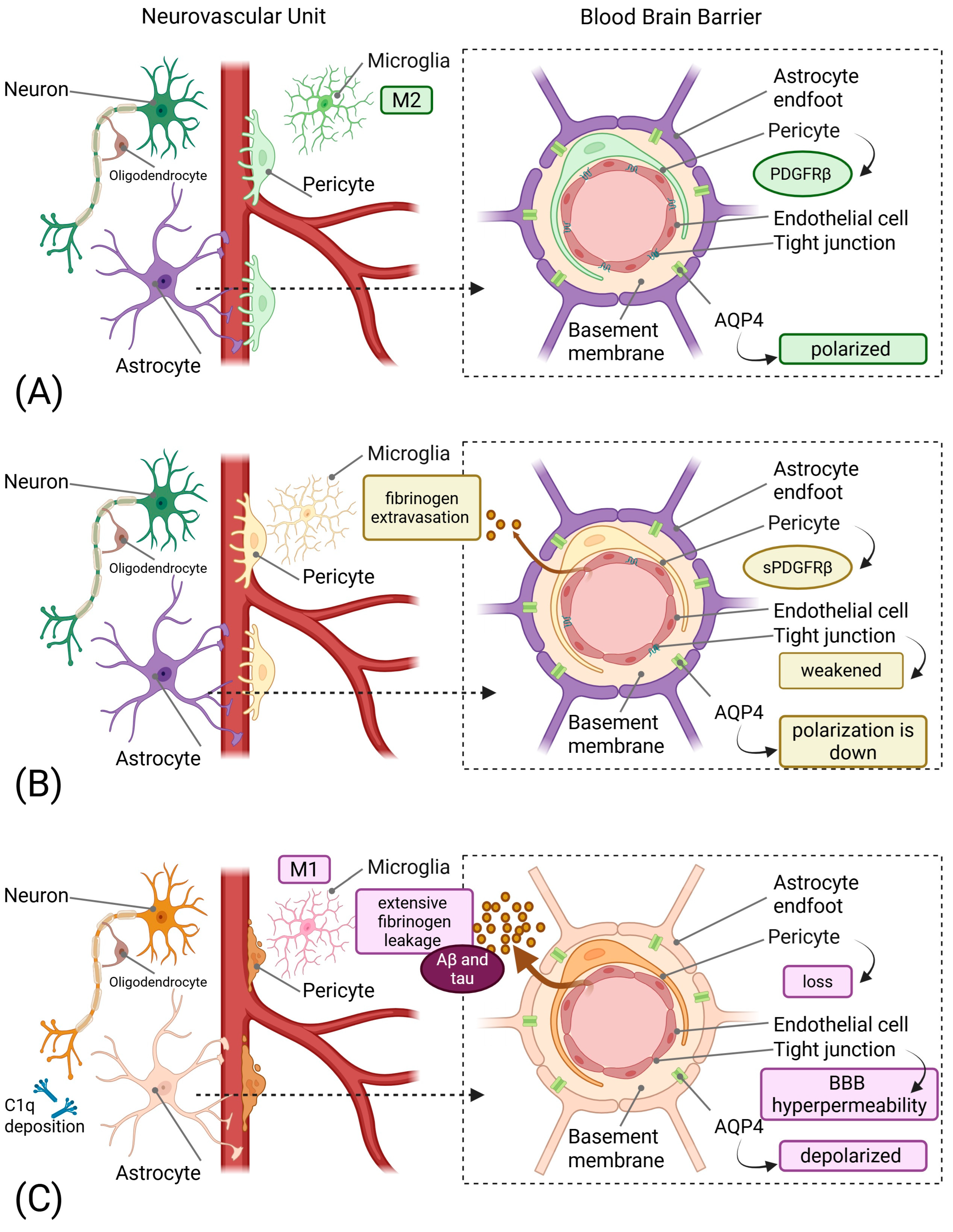 Ijms 26 11843 g001 Ijms 26 11843 g001