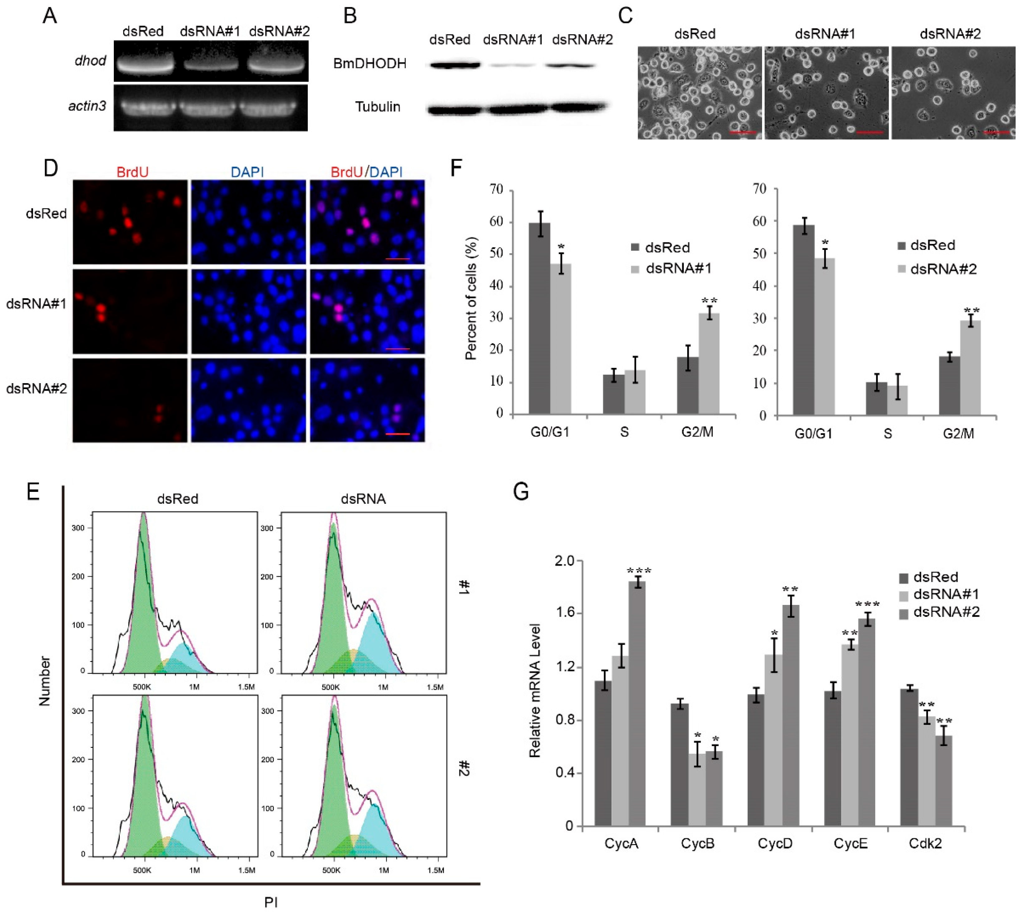 Ijms 26 11847 g005 Ijms 26 11847 g005