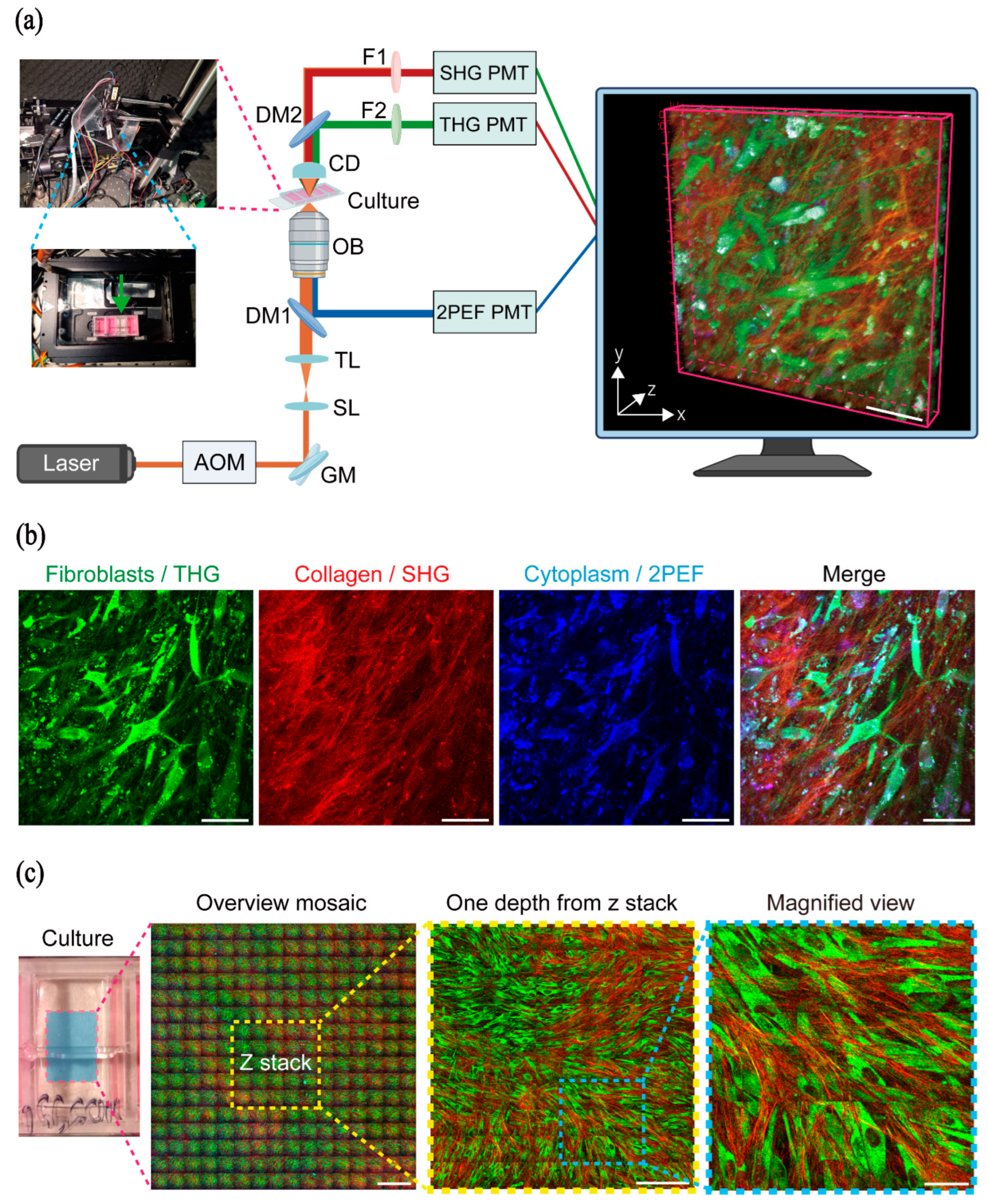 Ijms 26 11848 g001 Ijms 26 11848 g001