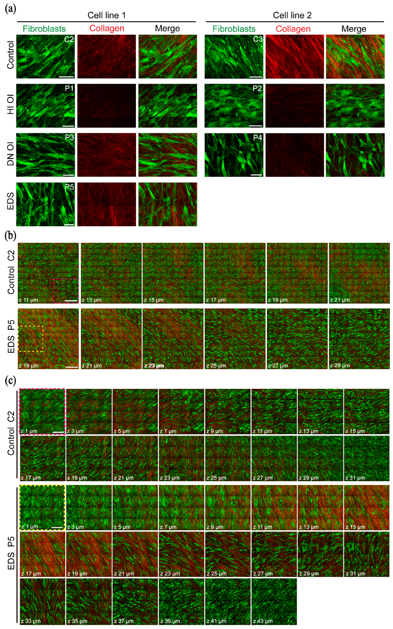Ijms 26 11848 g002 Ijms 26 11848 g002