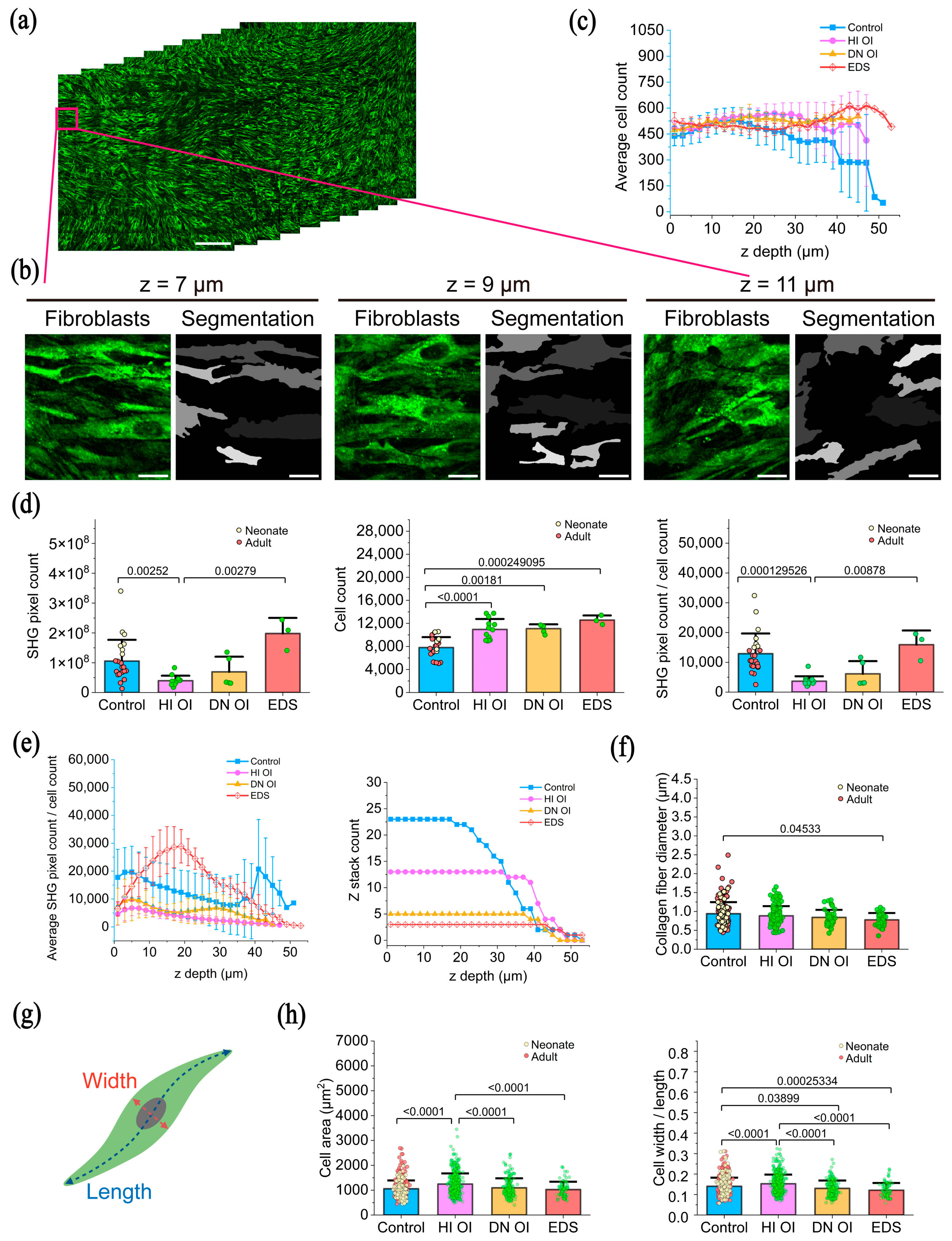 Ijms 26 11848 g003 Ijms 26 11848 g003