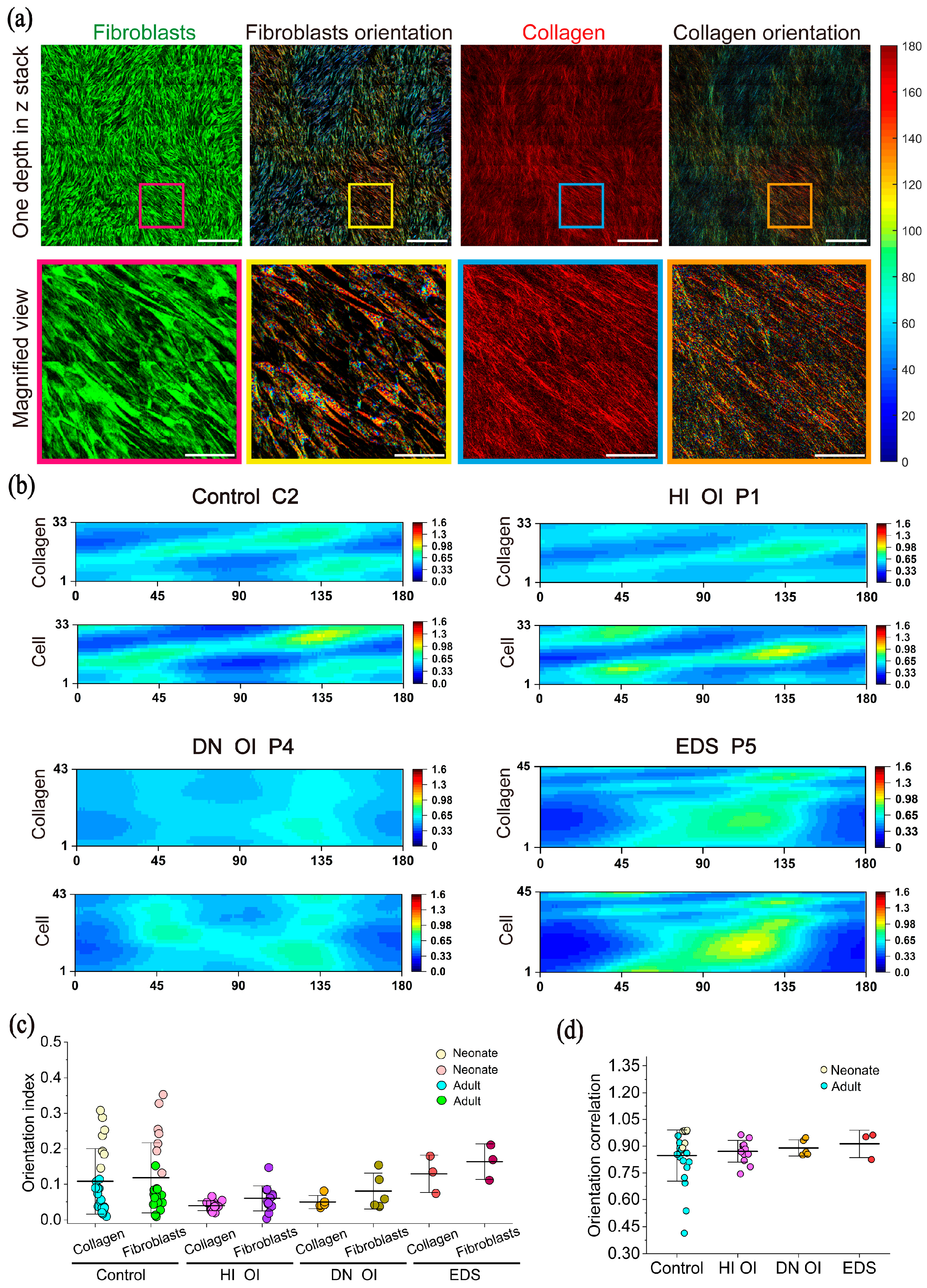 Ijms 26 11848 g004 Ijms 26 11848 g004