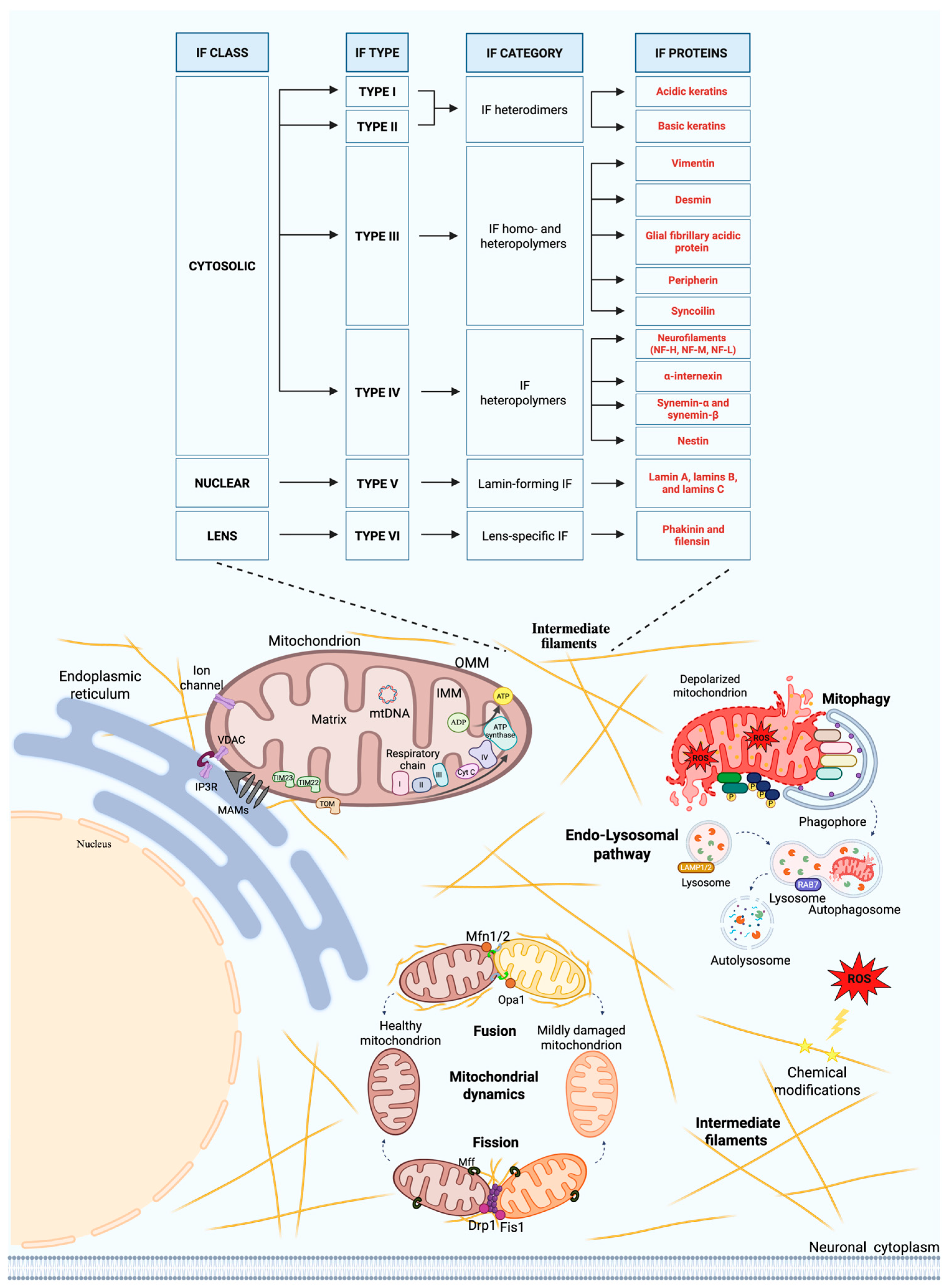 Ijms 26 11852 g001 Ijms 26 11852 g001