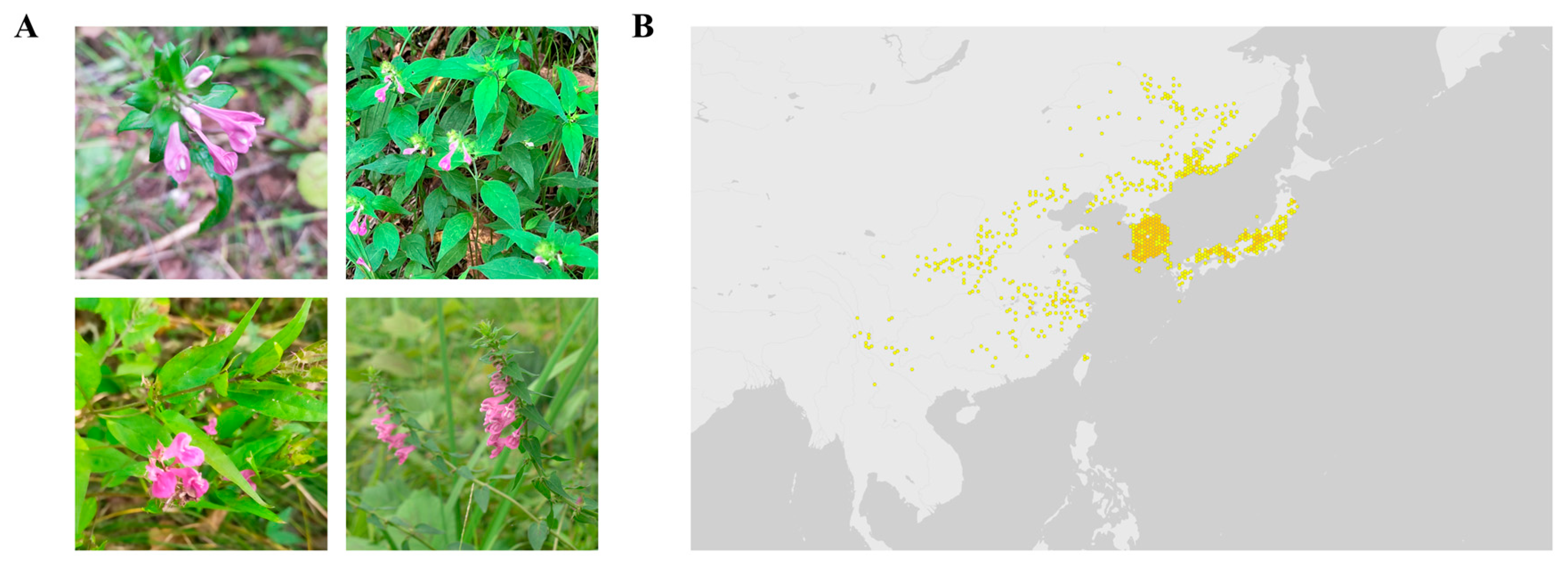 Ijms 26 11853 g001 Ijms 26 11853 g001