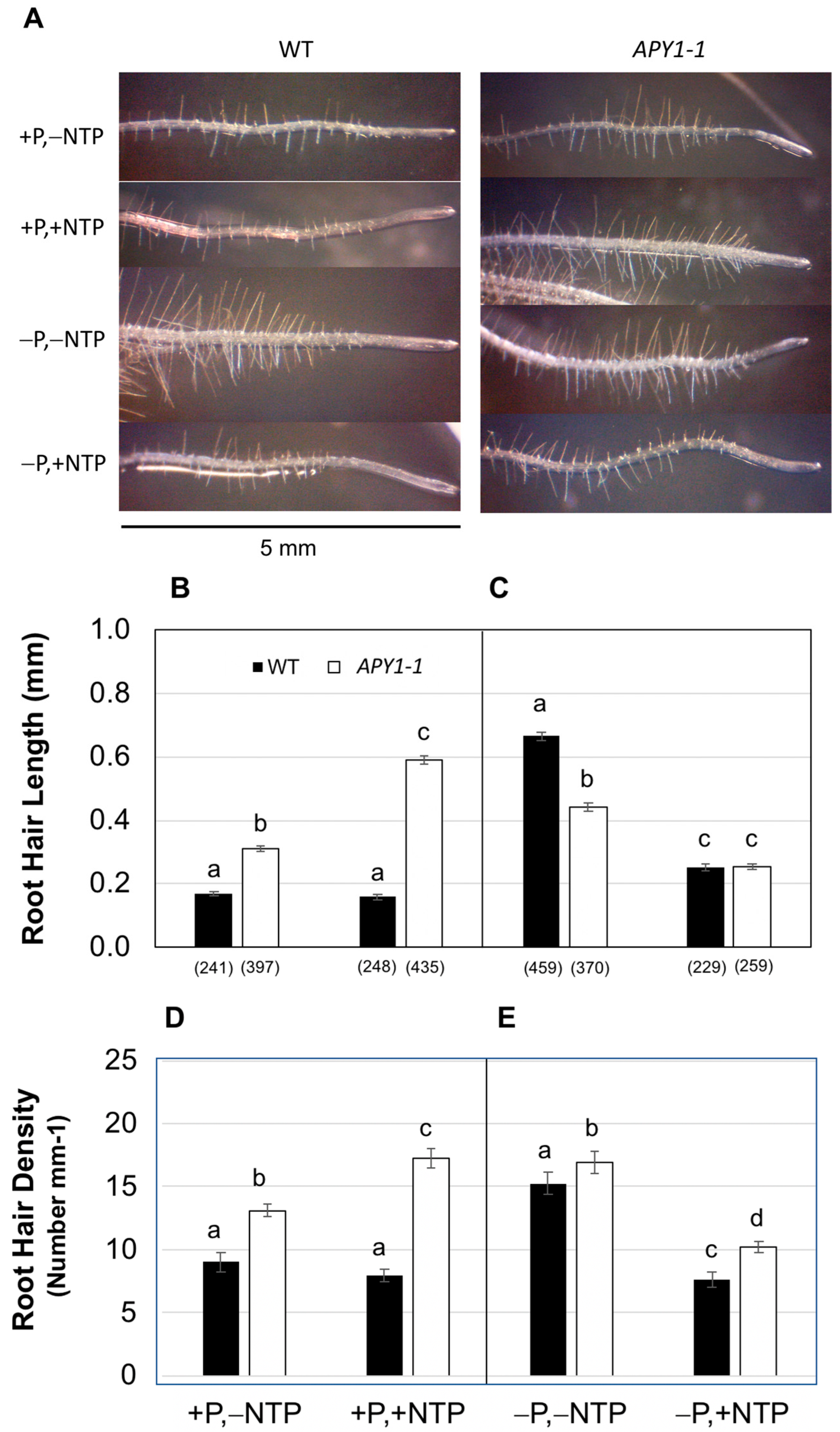 Ijms 26 11857 g002 Ijms 26 11857 g002