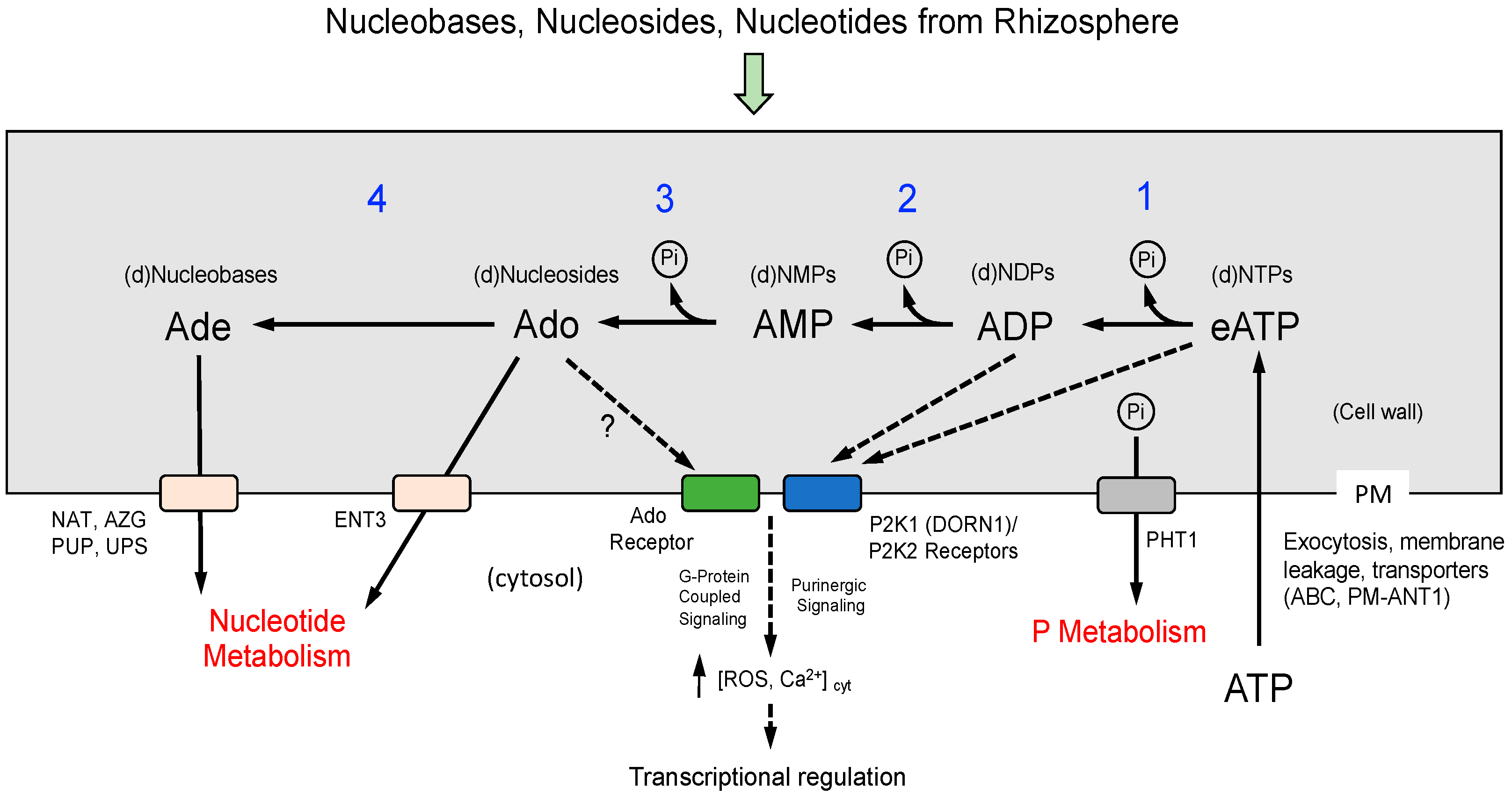 Ijms 26 11857 g007 Ijms 26 11857 g007