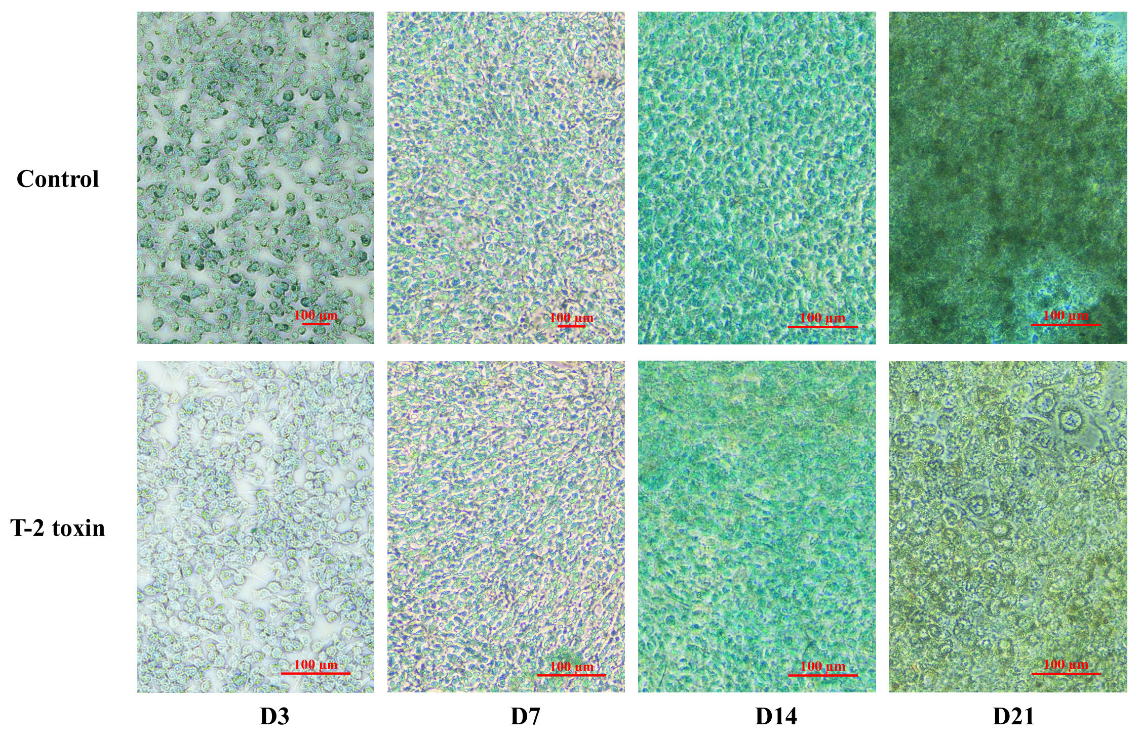 Ijms 26 11858 g0a2 Ijms 26 11858 g0a2