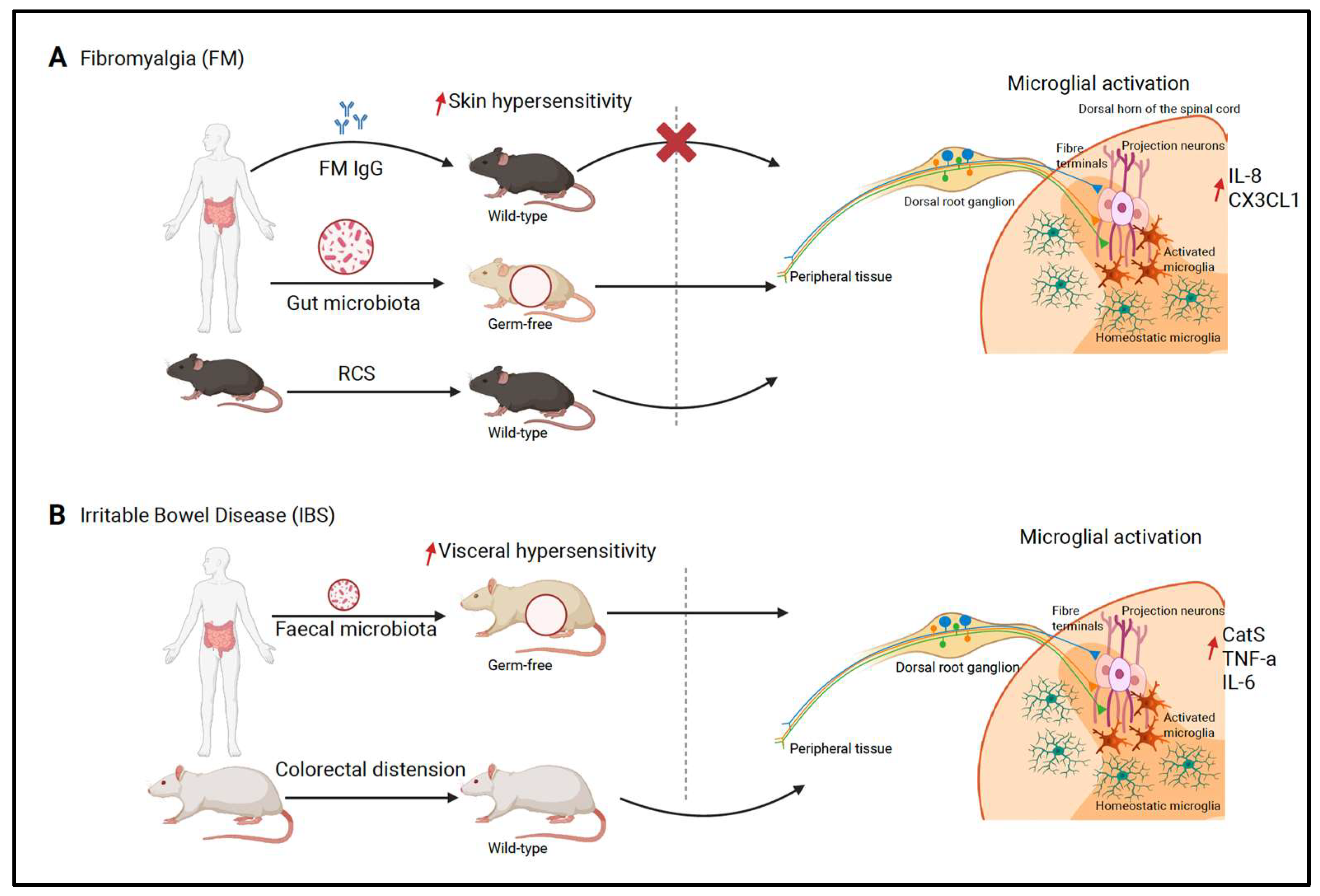 Ijms 26 11861 g002 Ijms 26 11861 g002