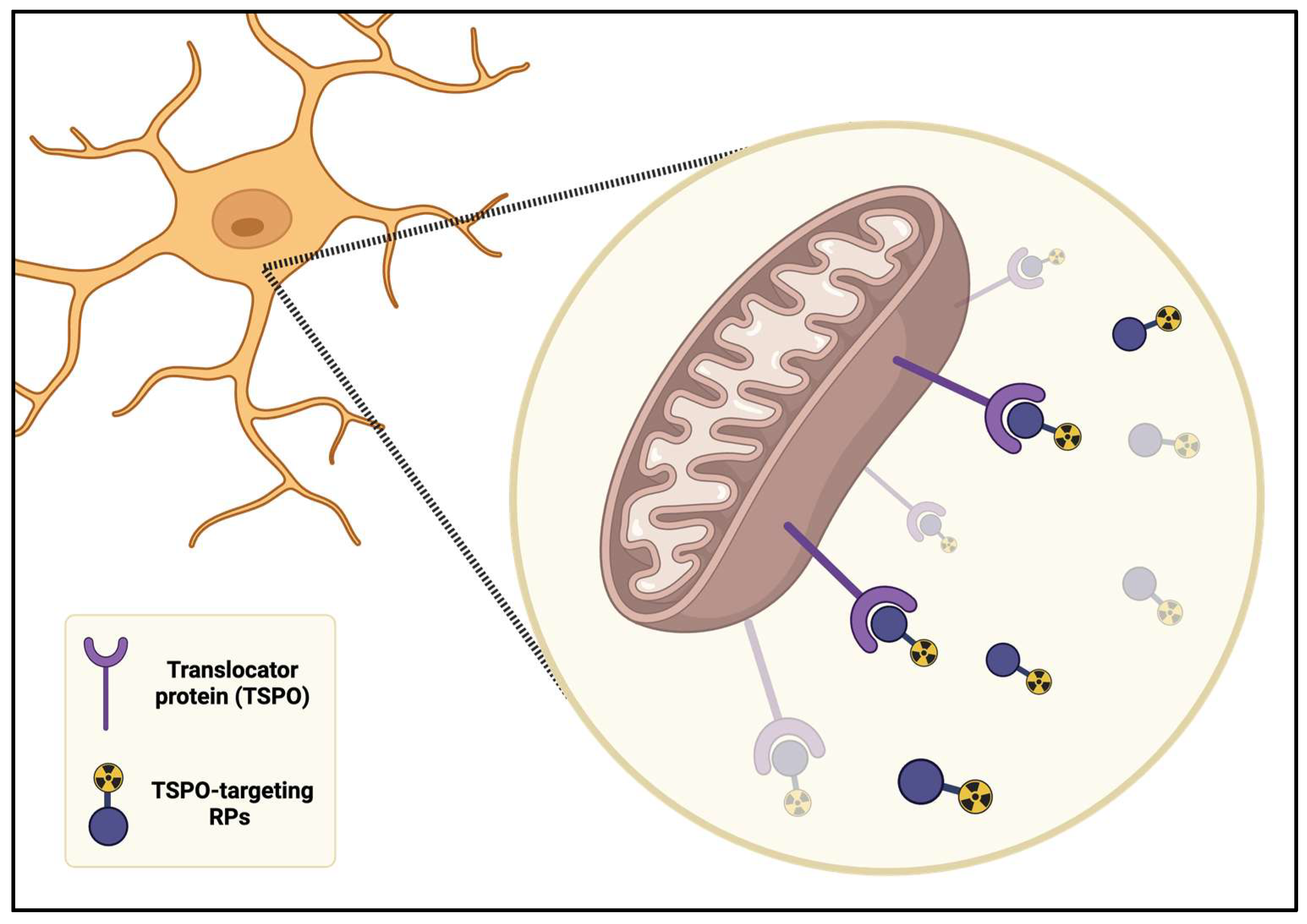 Ijms 26 11861 g003 Ijms 26 11861 g003