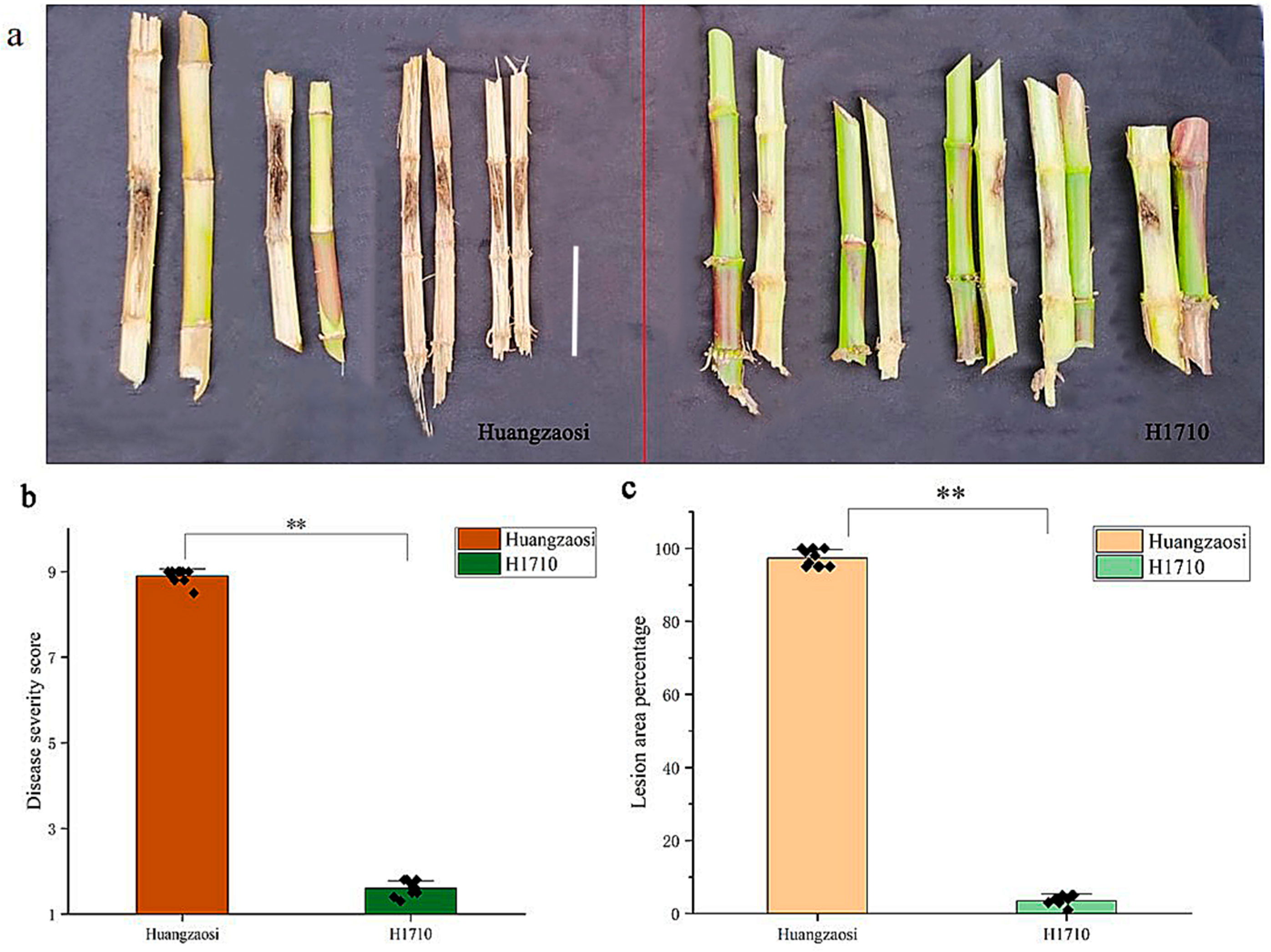 Ijms 26 11866 g001 Ijms 26 11866 g001