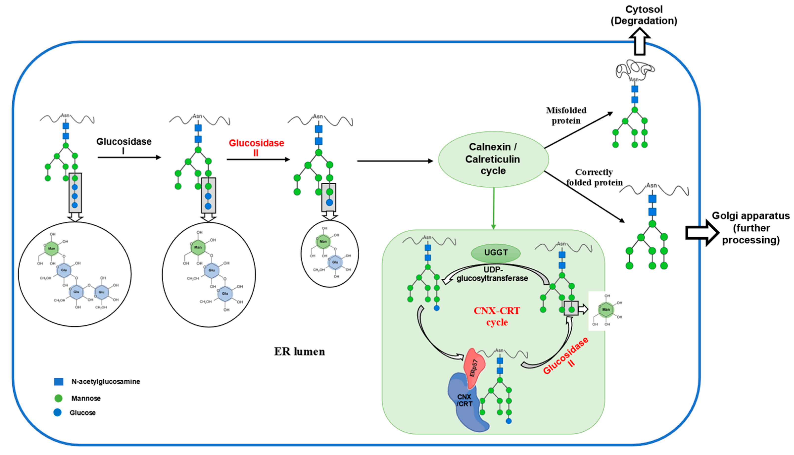 Ijms 26 11867 g002 Ijms 26 11867 g002