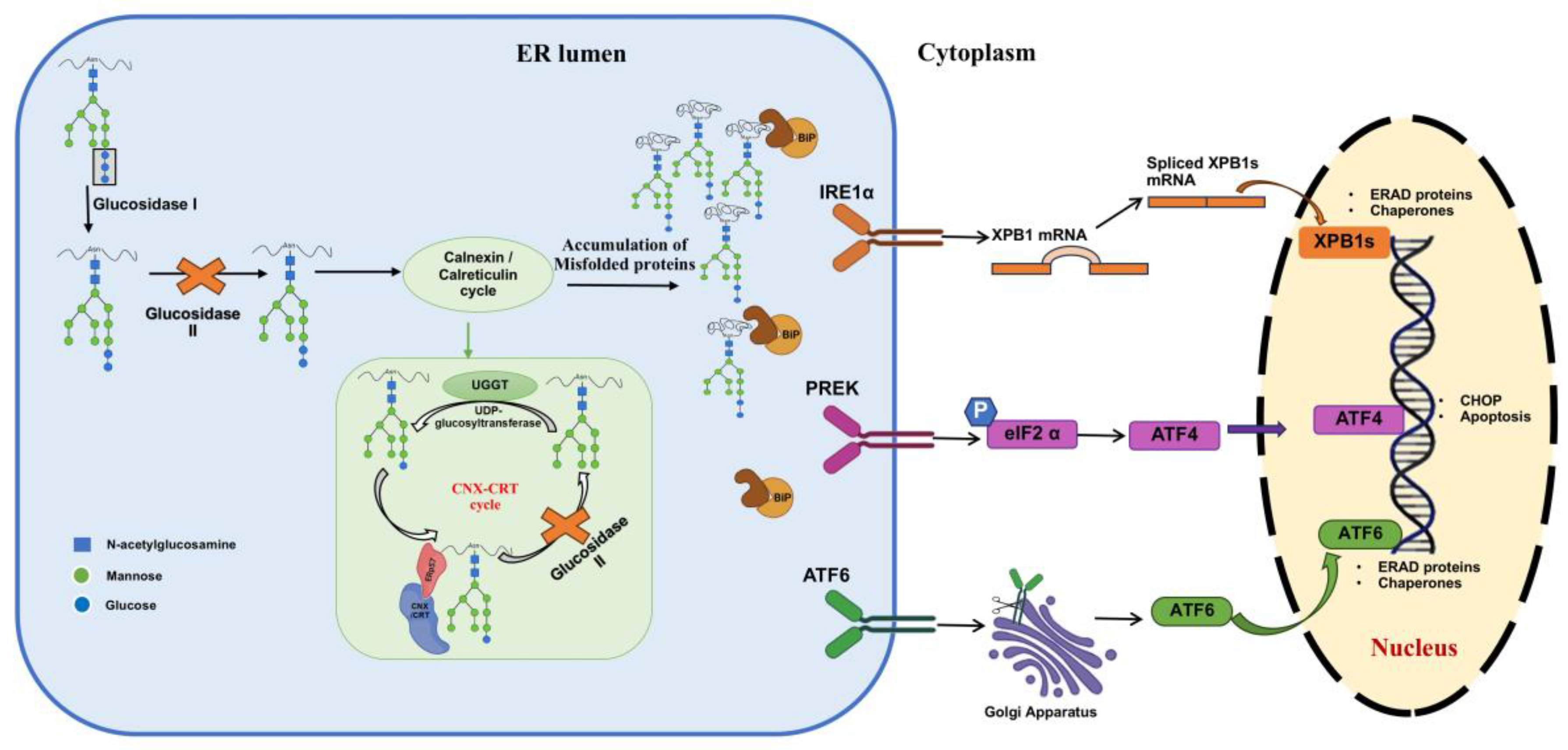 Ijms 26 11867 g004 Ijms 26 11867 g004