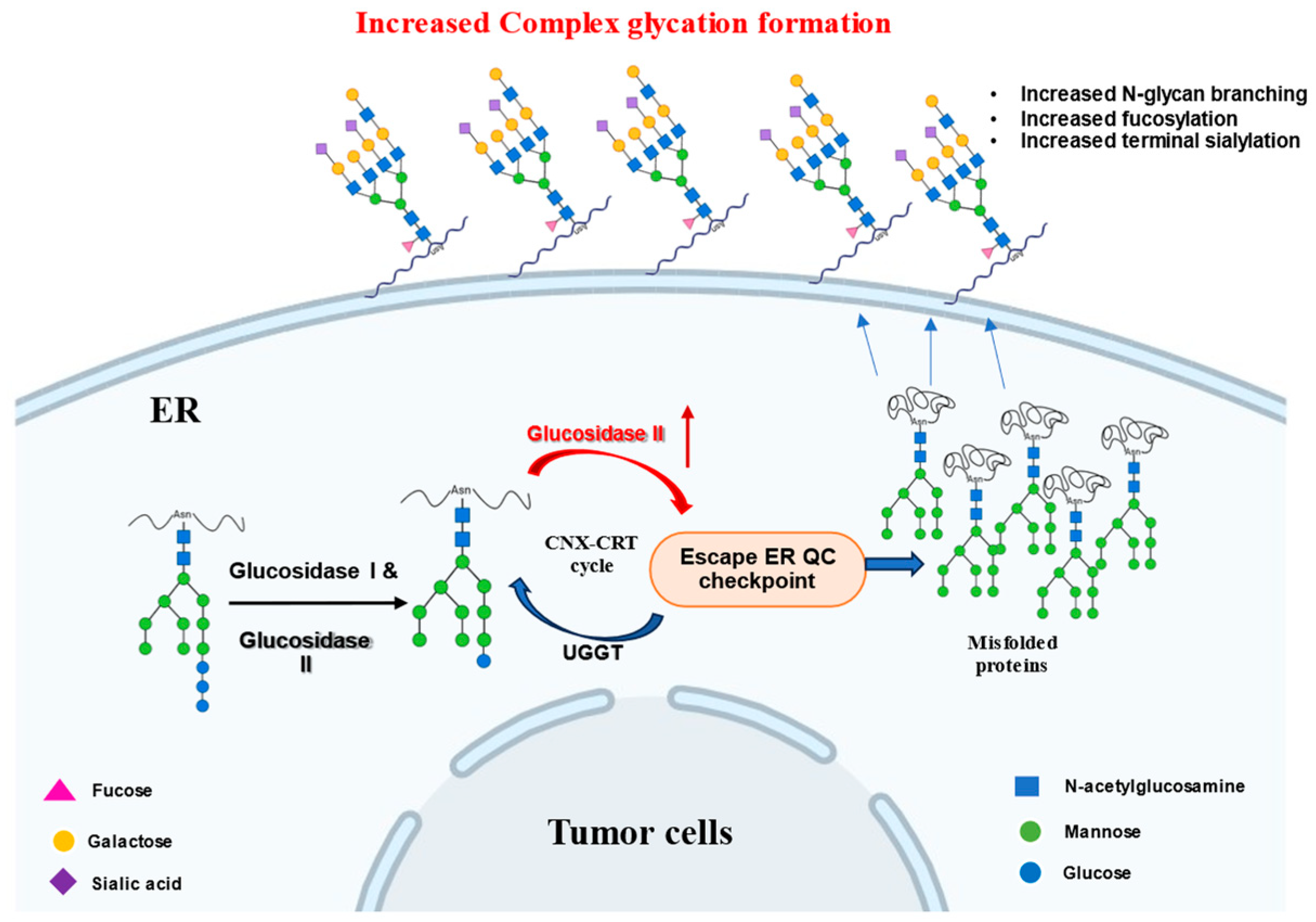 Ijms 26 11867 g005 Ijms 26 11867 g005