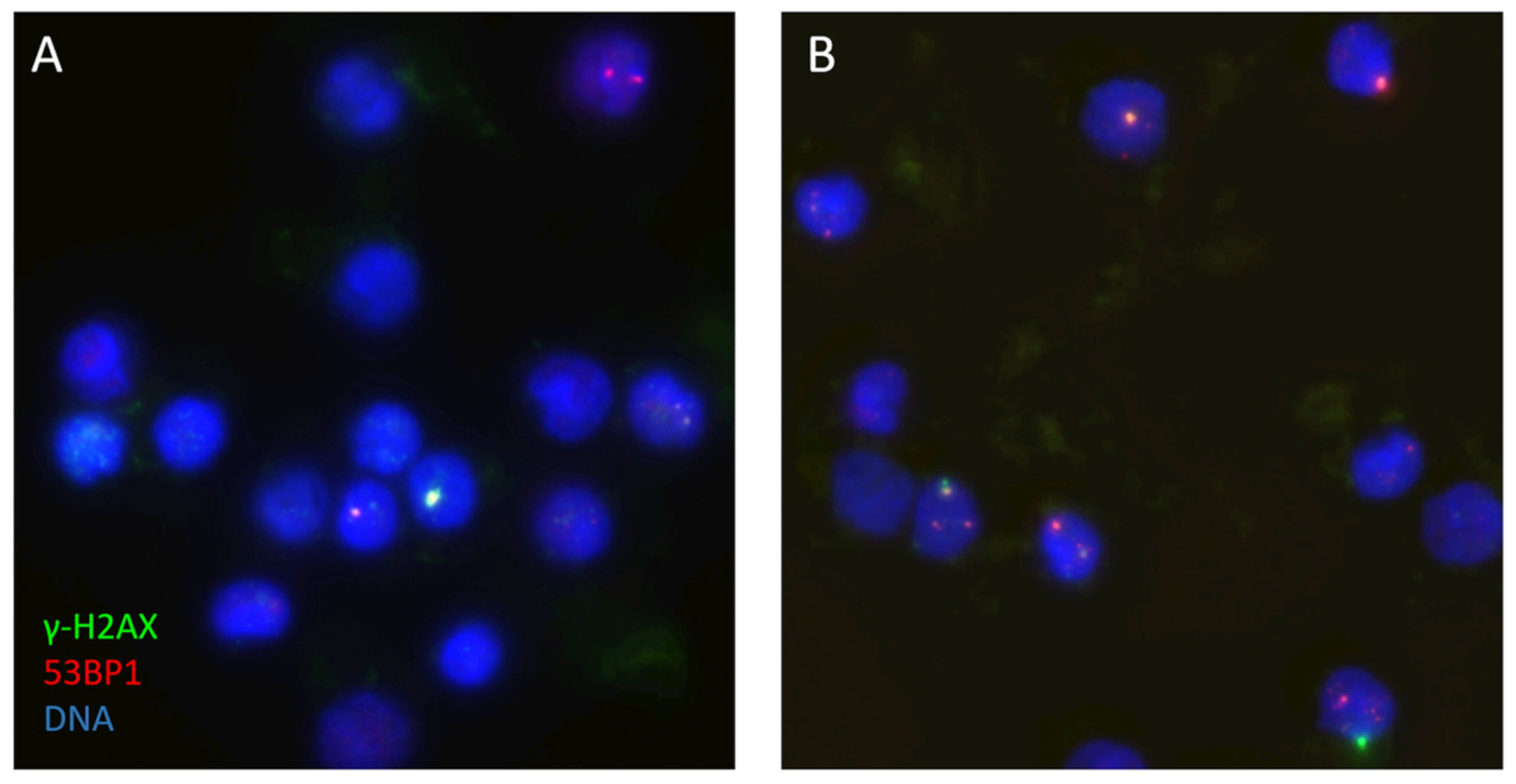 Ijms 26 11869 g005 Ijms 26 11869 g005