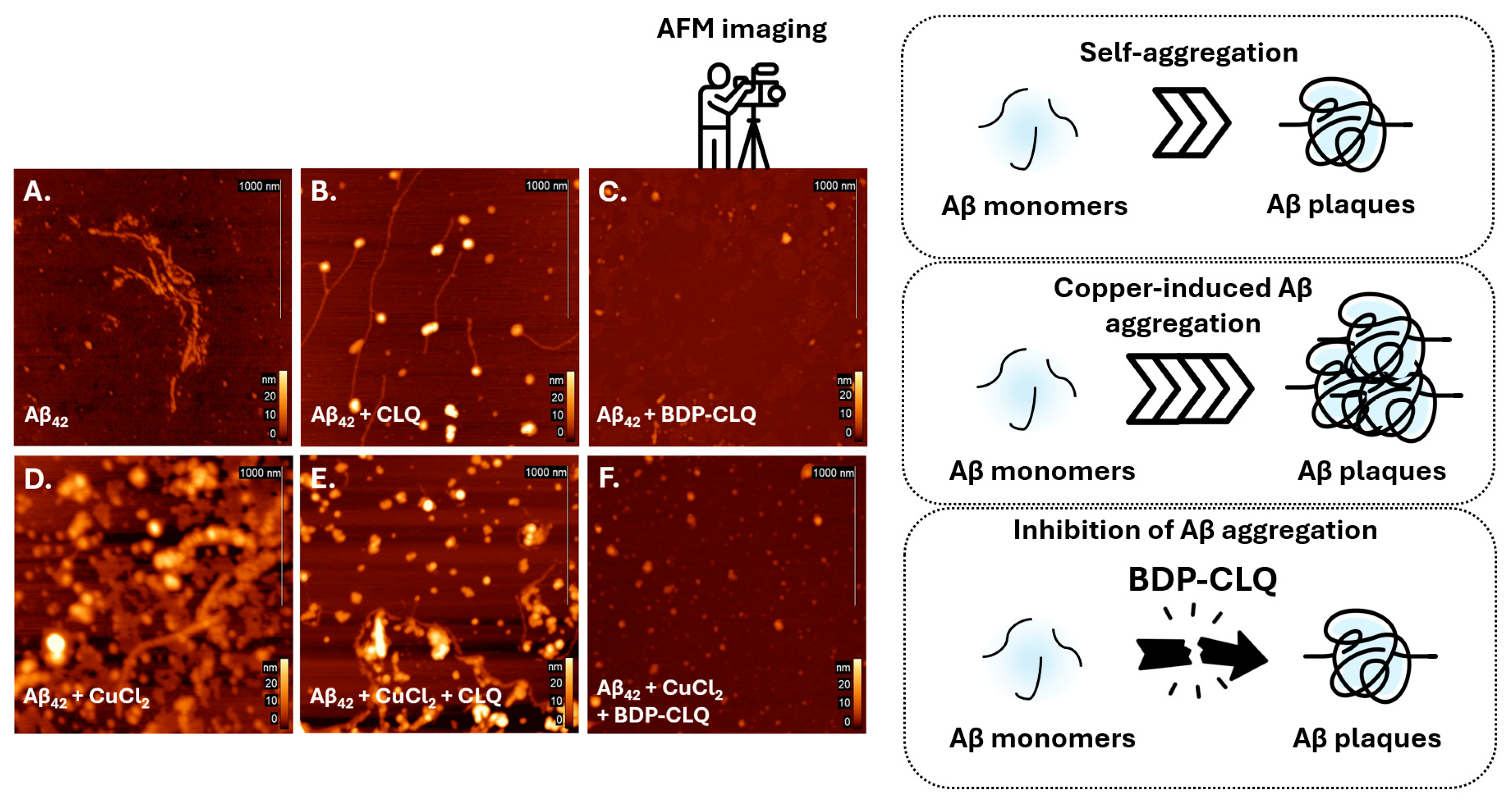 Ijms 26 11876 g006 Ijms 26 11876 g006