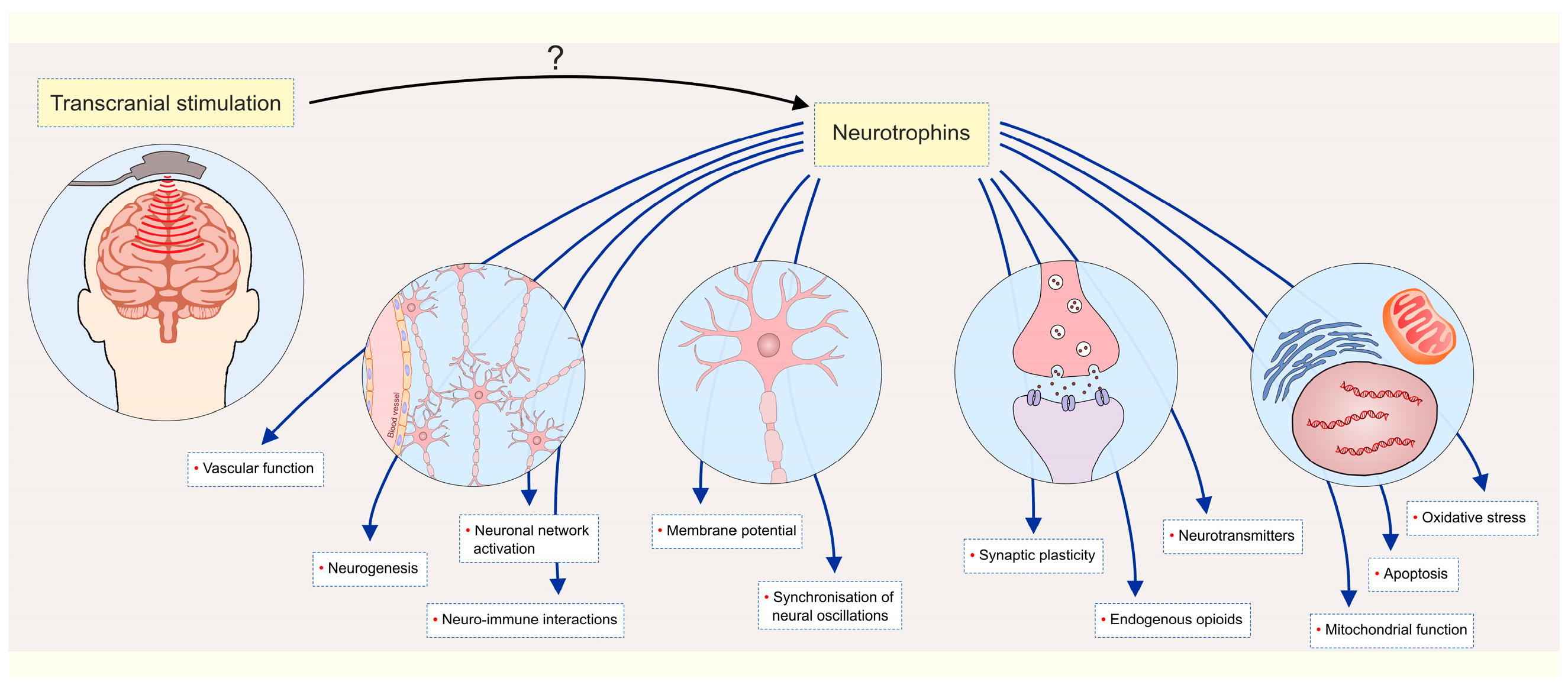 Ijms 26 11878 g001 Ijms 26 11878 g001