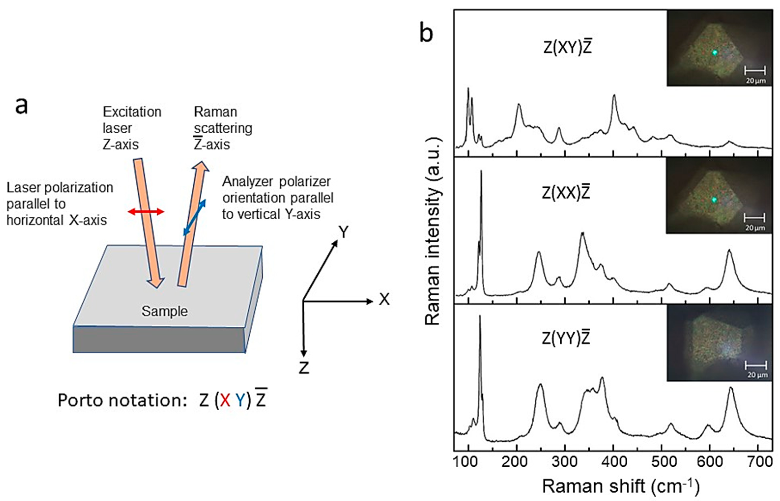 Ijms 26 11879 g006 Ijms 26 11879 g006
