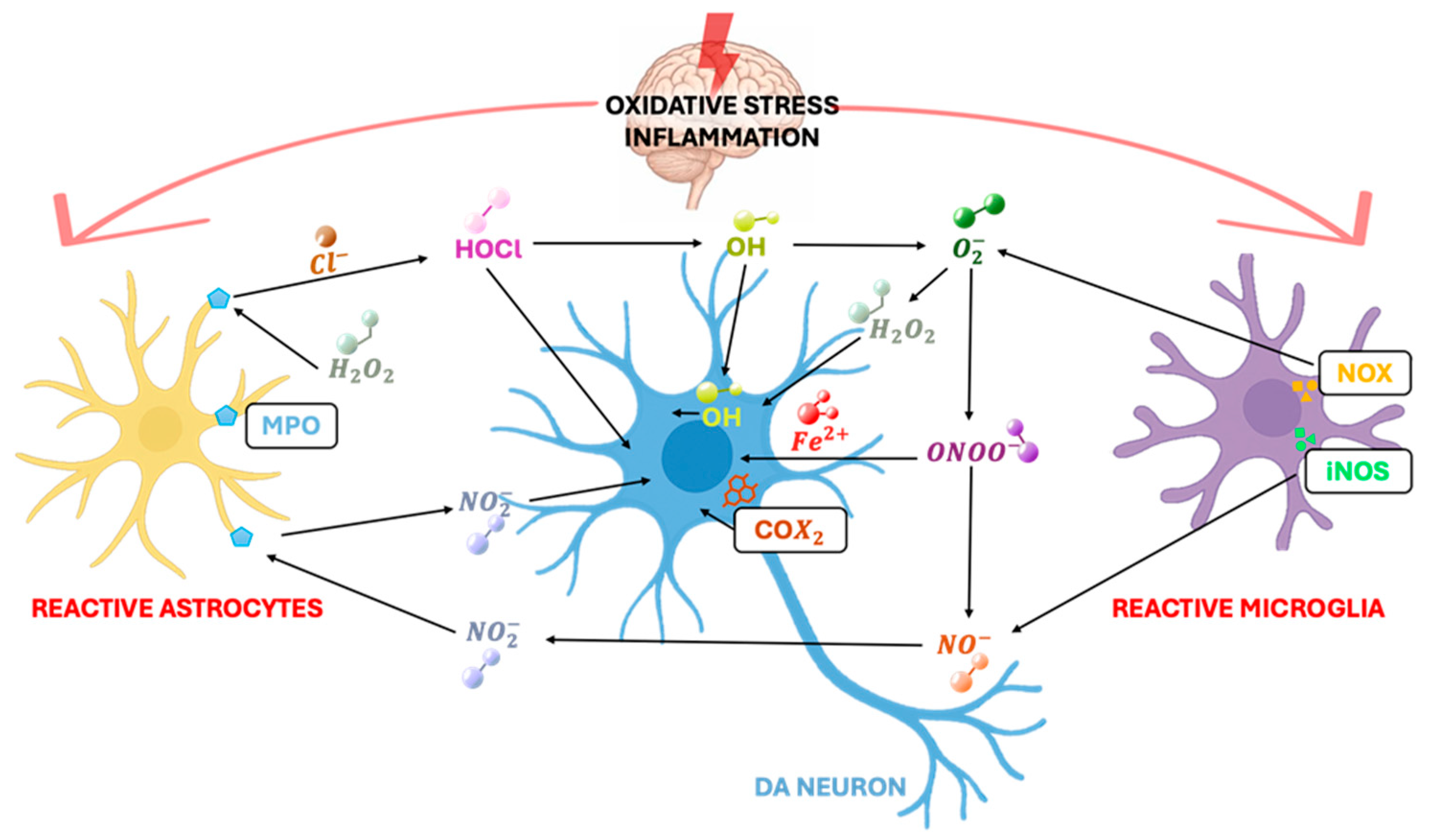 Ijms 26 11880 g002 Ijms 26 11880 g002