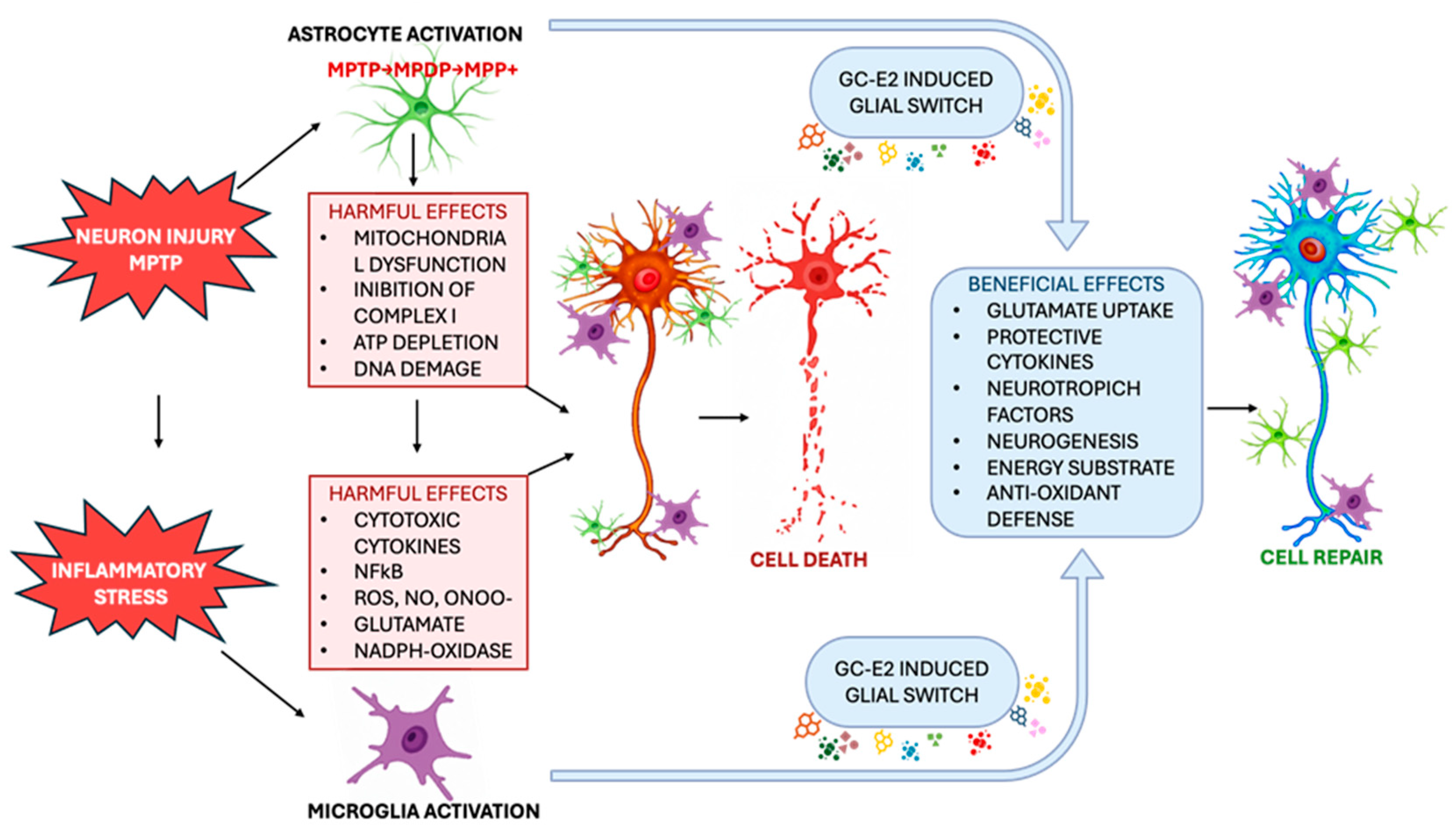 Ijms 26 11880 g003 Ijms 26 11880 g003