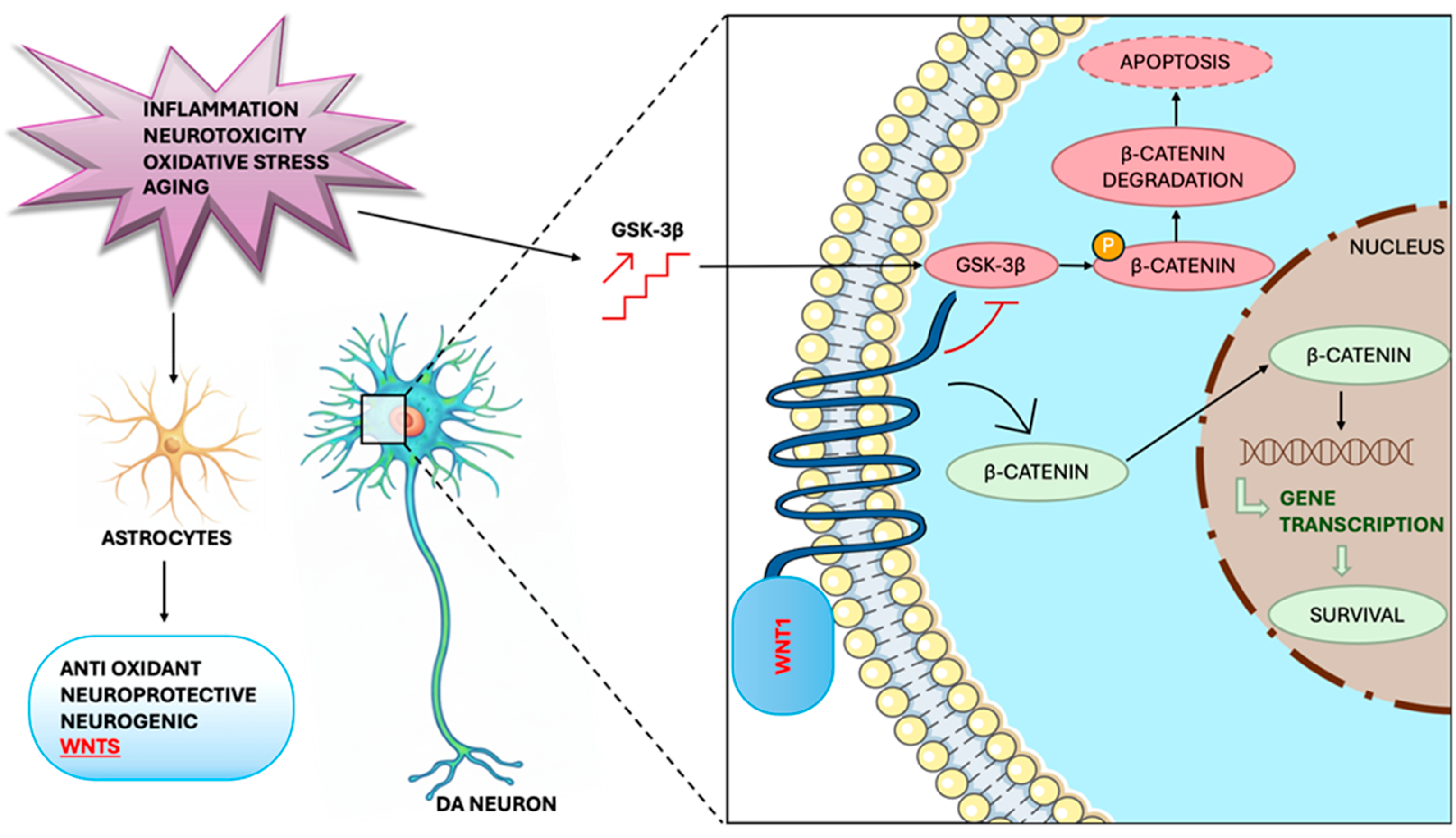 Ijms 26 11880 g004 Ijms 26 11880 g004