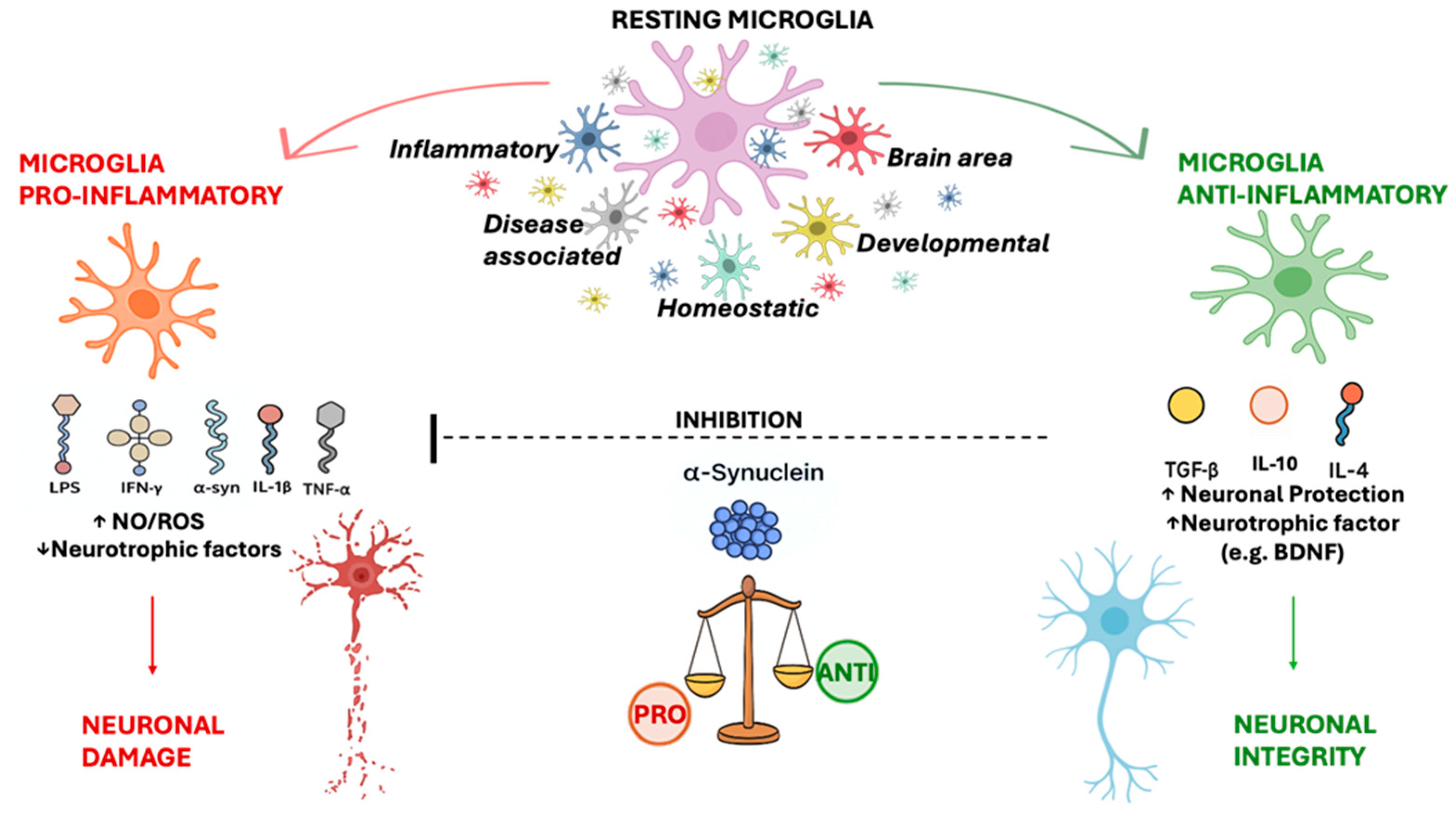 Ijms 26 11880 g005 Ijms 26 11880 g005
