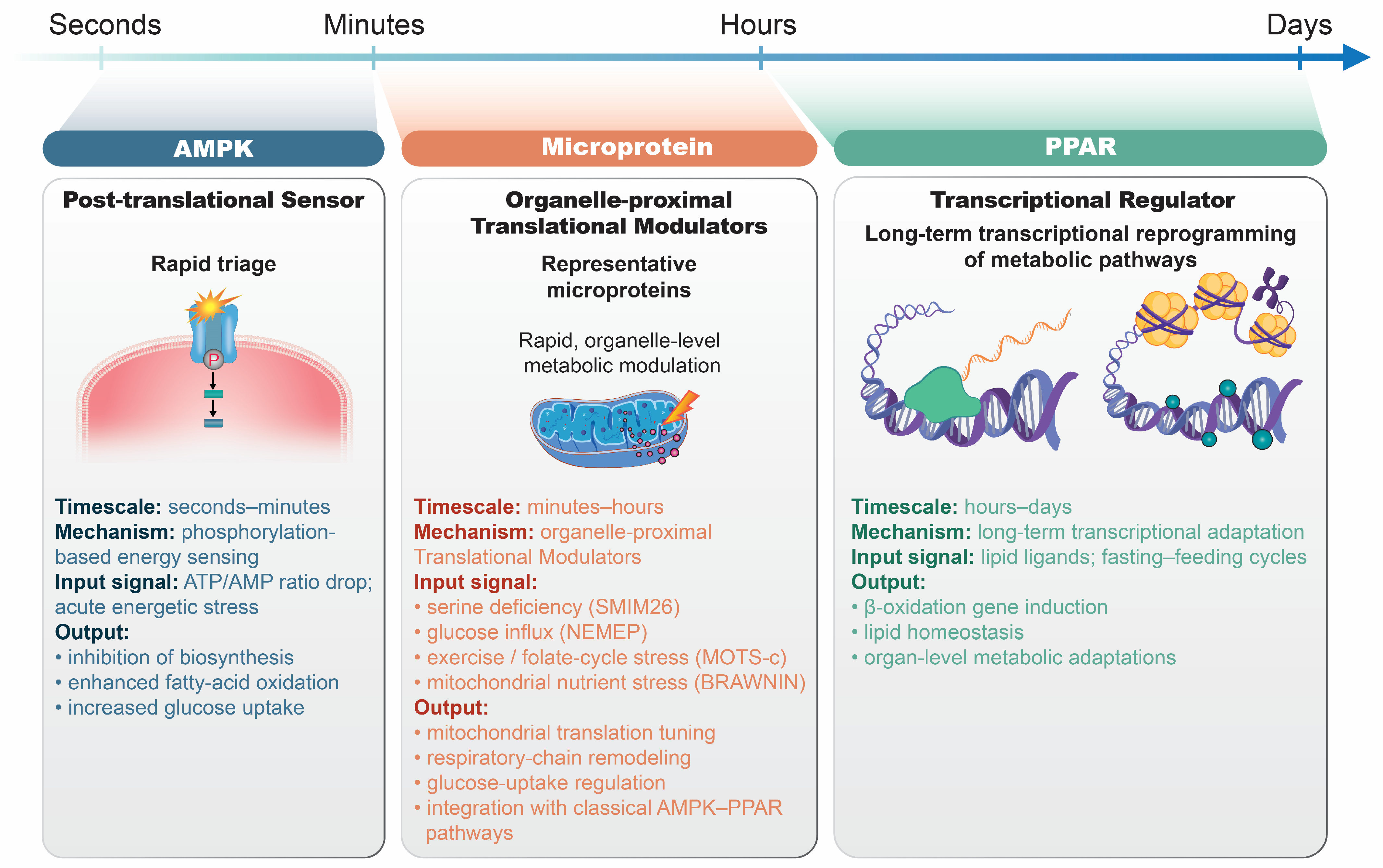 Ijms 26 11883 g002 Ijms 26 11883 g002