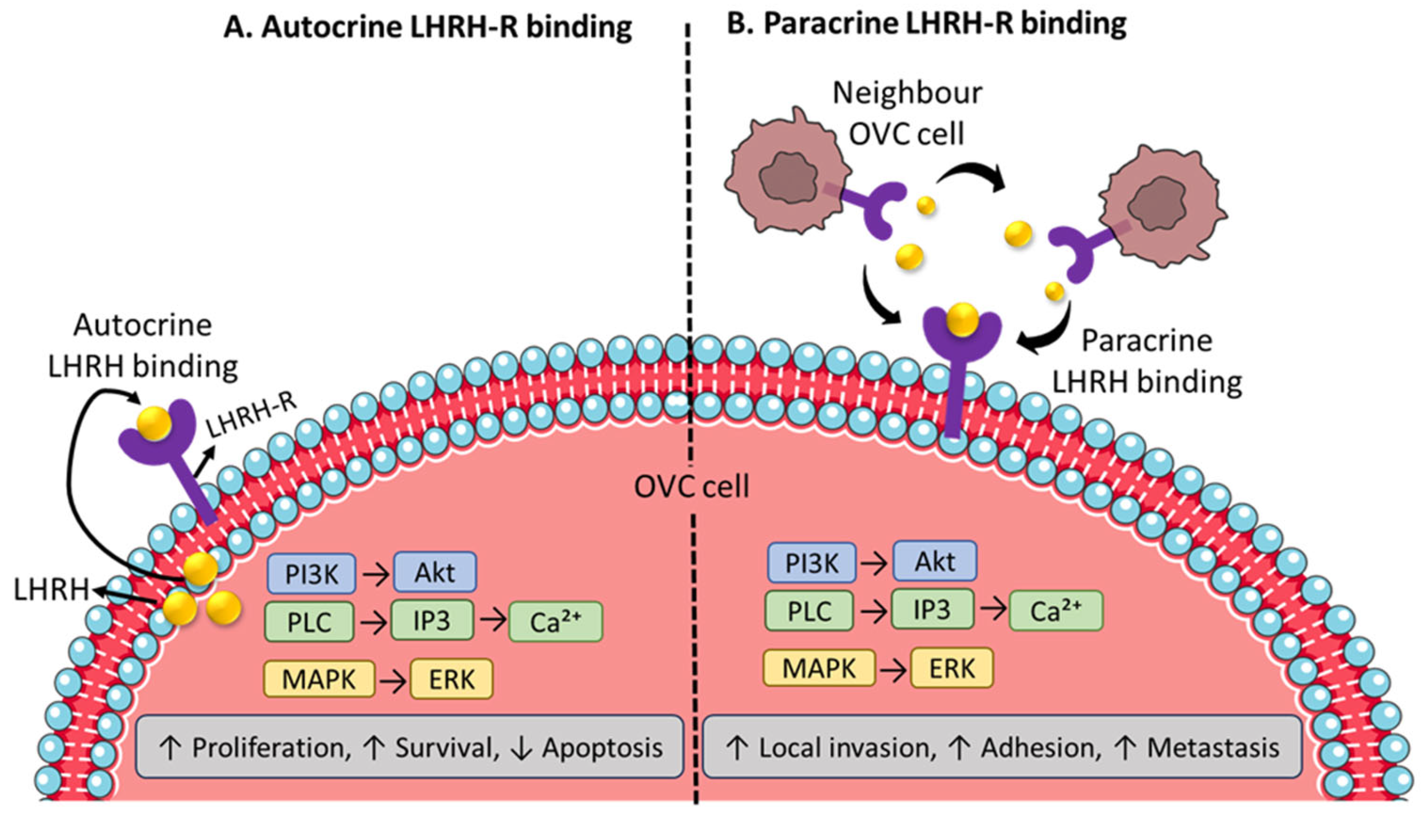 Ijms 26 11884 g003 Ijms 26 11884 g003