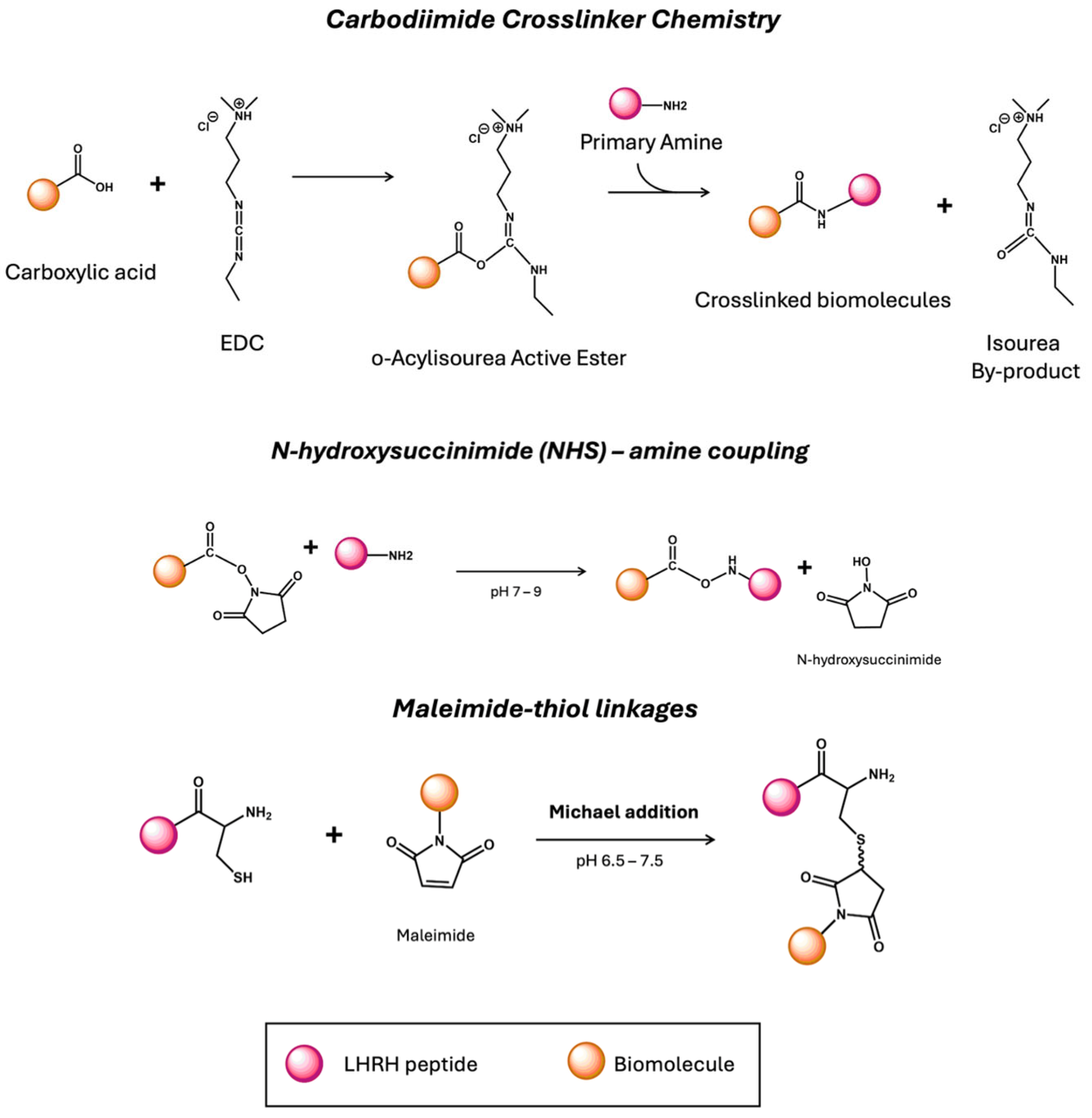 Ijms 26 11884 g004 Ijms 26 11884 g004