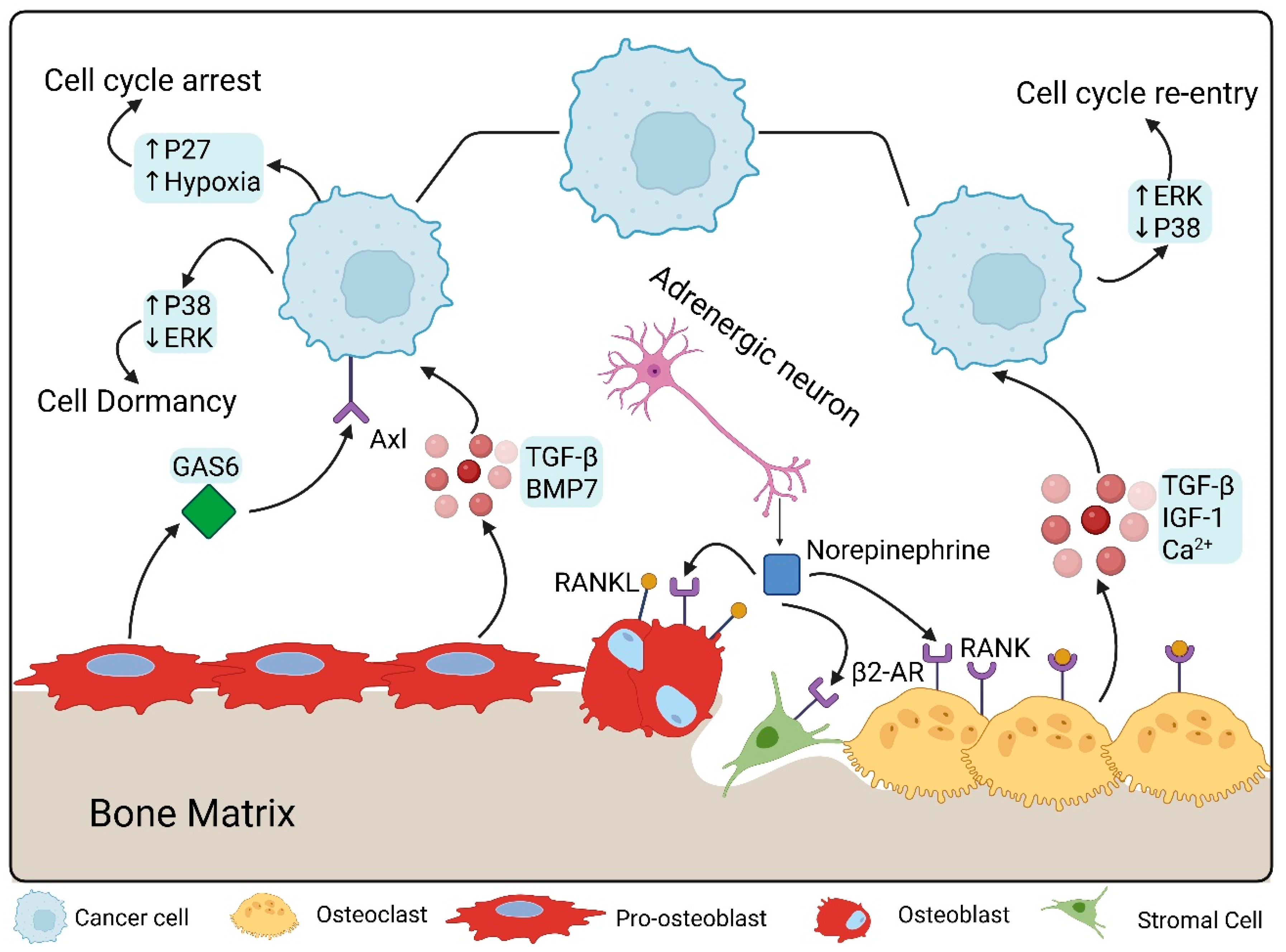 Ijms 26 11893 g001 Ijms 26 11893 g001