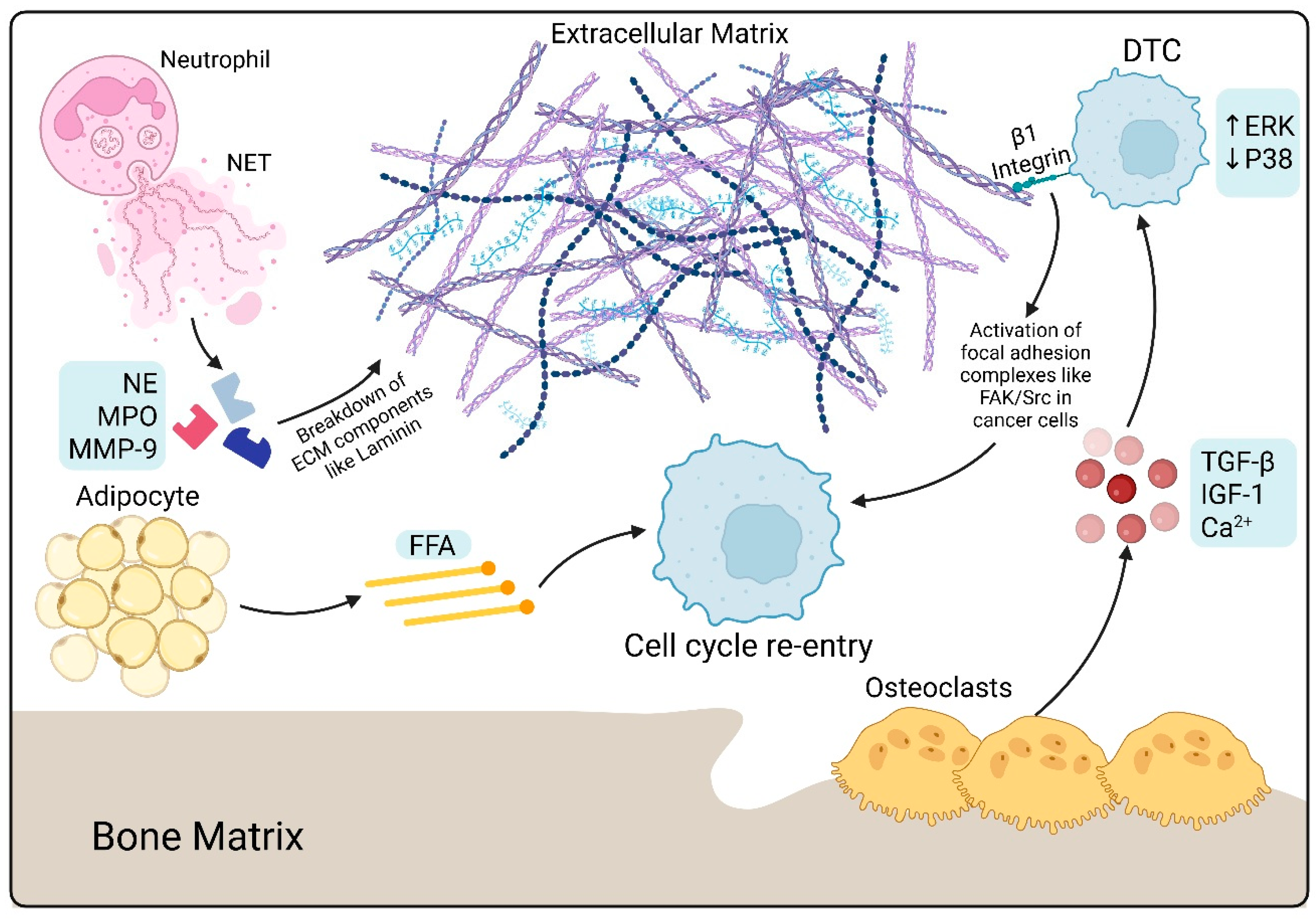 Ijms 26 11893 g002 Ijms 26 11893 g002