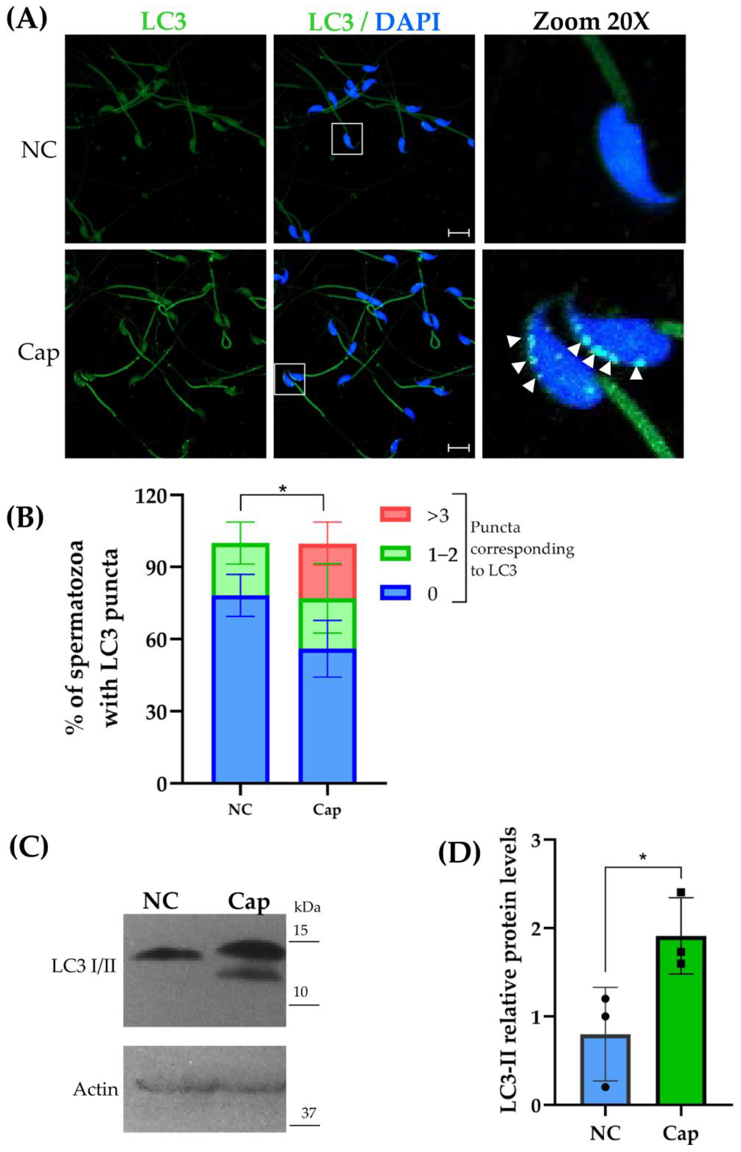 Ijms 26 11895 g001 Ijms 26 11895 g001