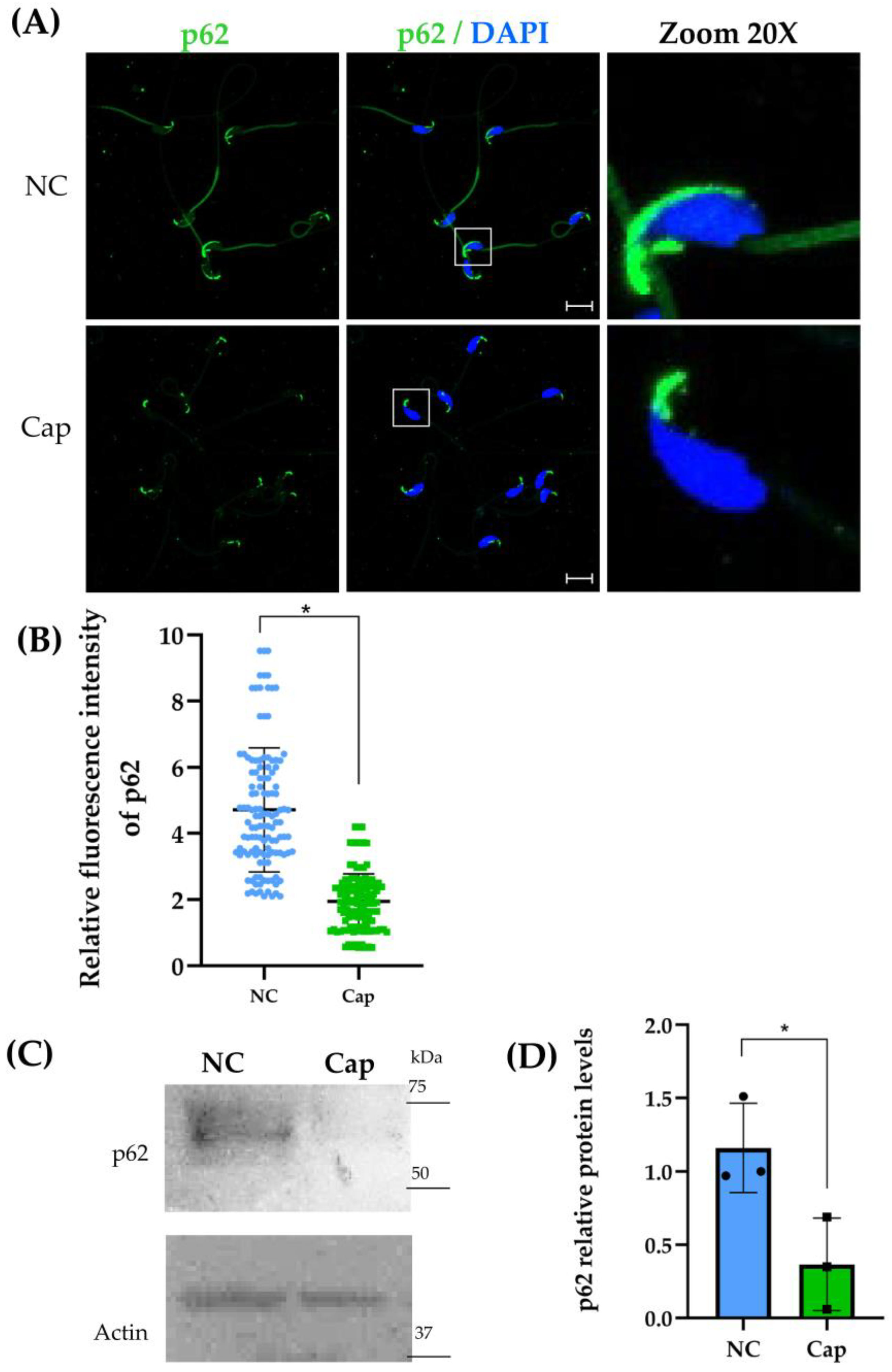 Ijms 26 11895 g002 Ijms 26 11895 g002