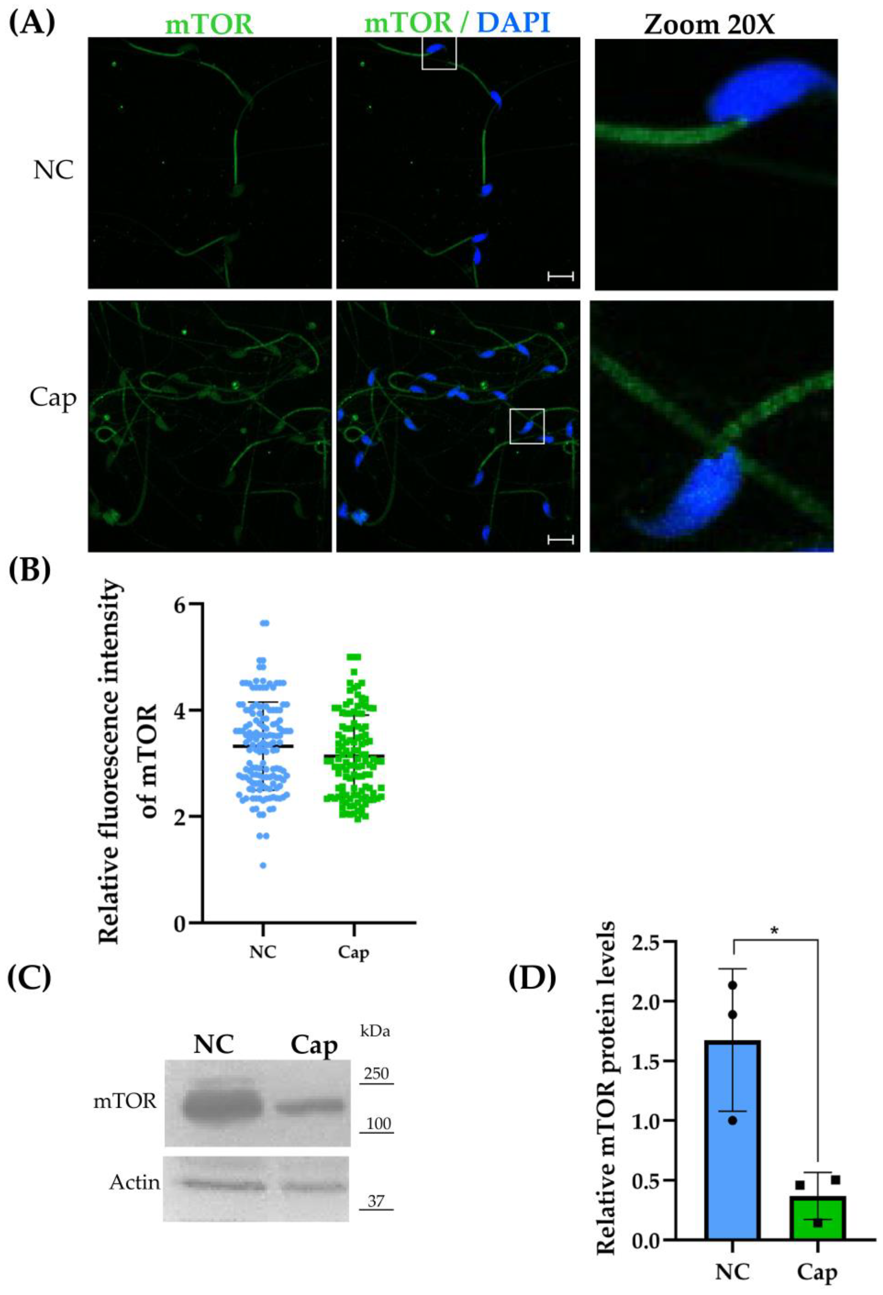 Ijms 26 11895 g003 Ijms 26 11895 g003