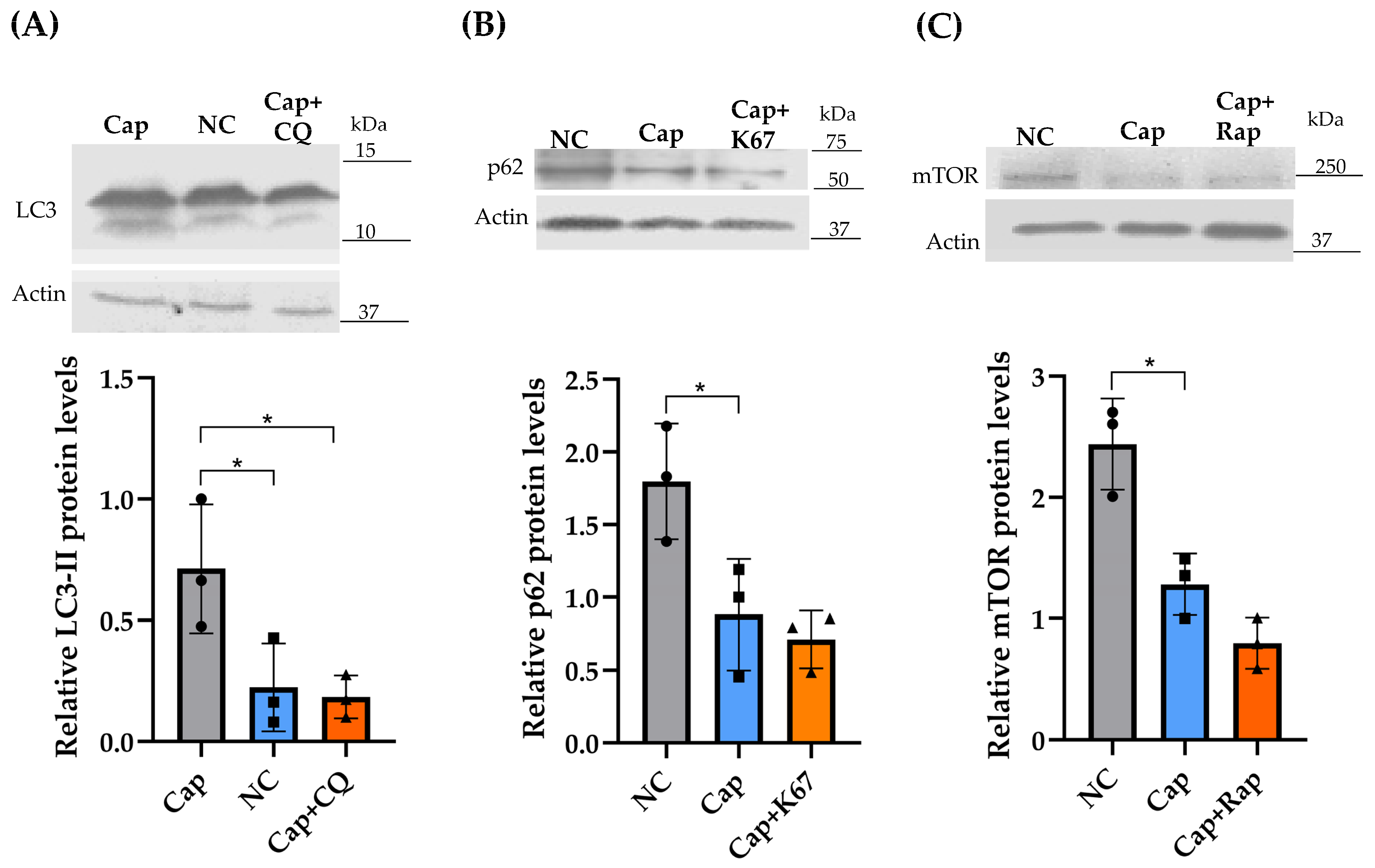 Ijms 26 11895 g005 Ijms 26 11895 g005