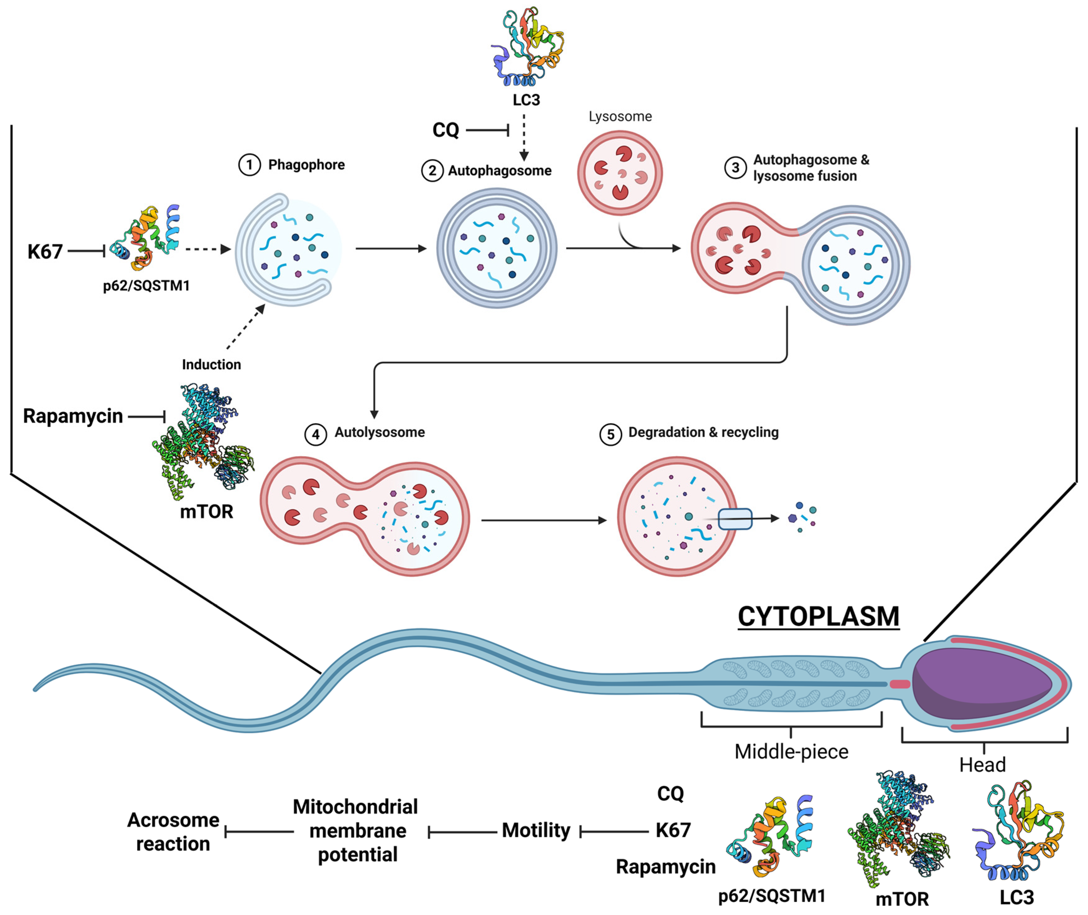 Ijms 26 11895 g008 Ijms 26 11895 g008