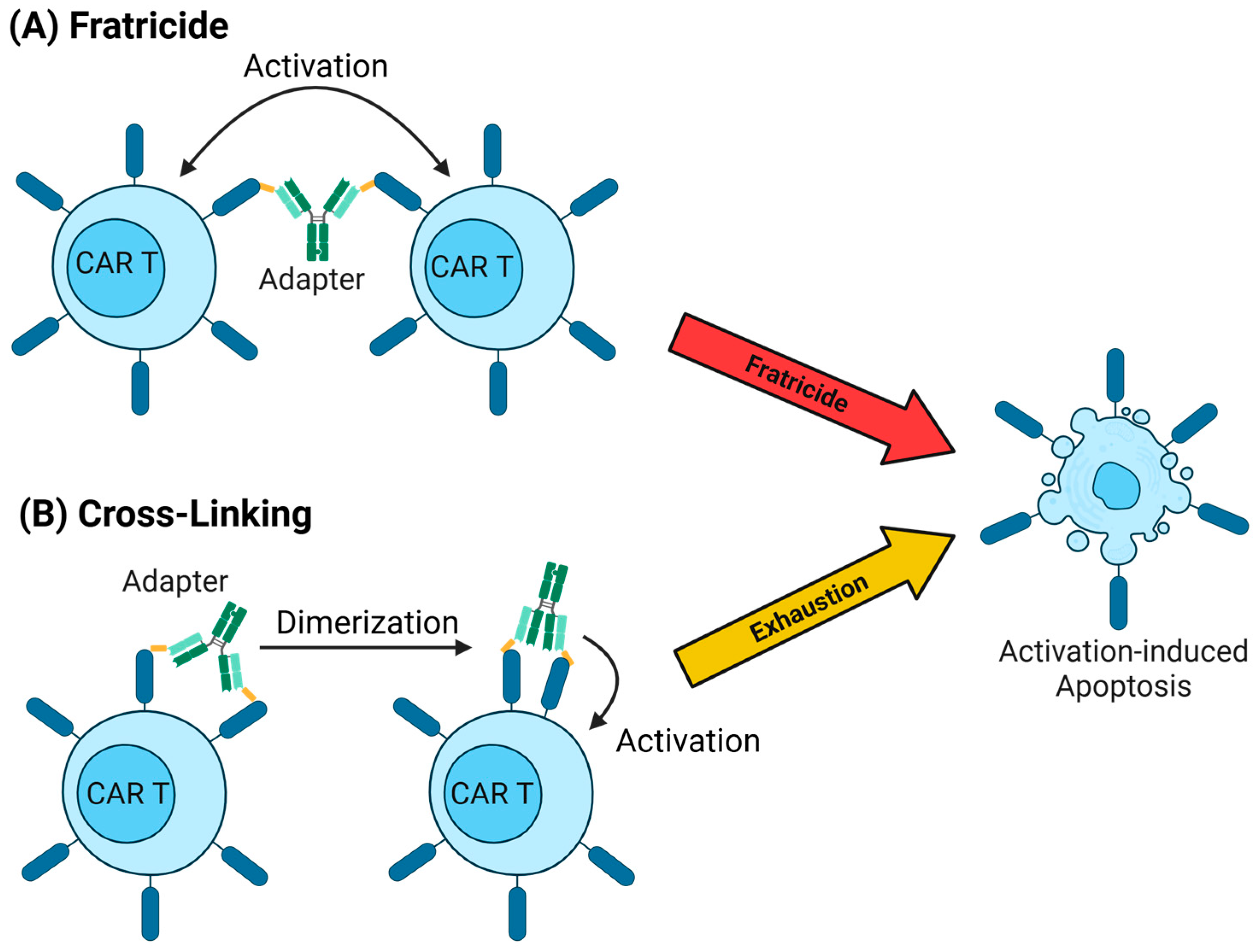 Ijms 26 11898 g002 Ijms 26 11898 g002