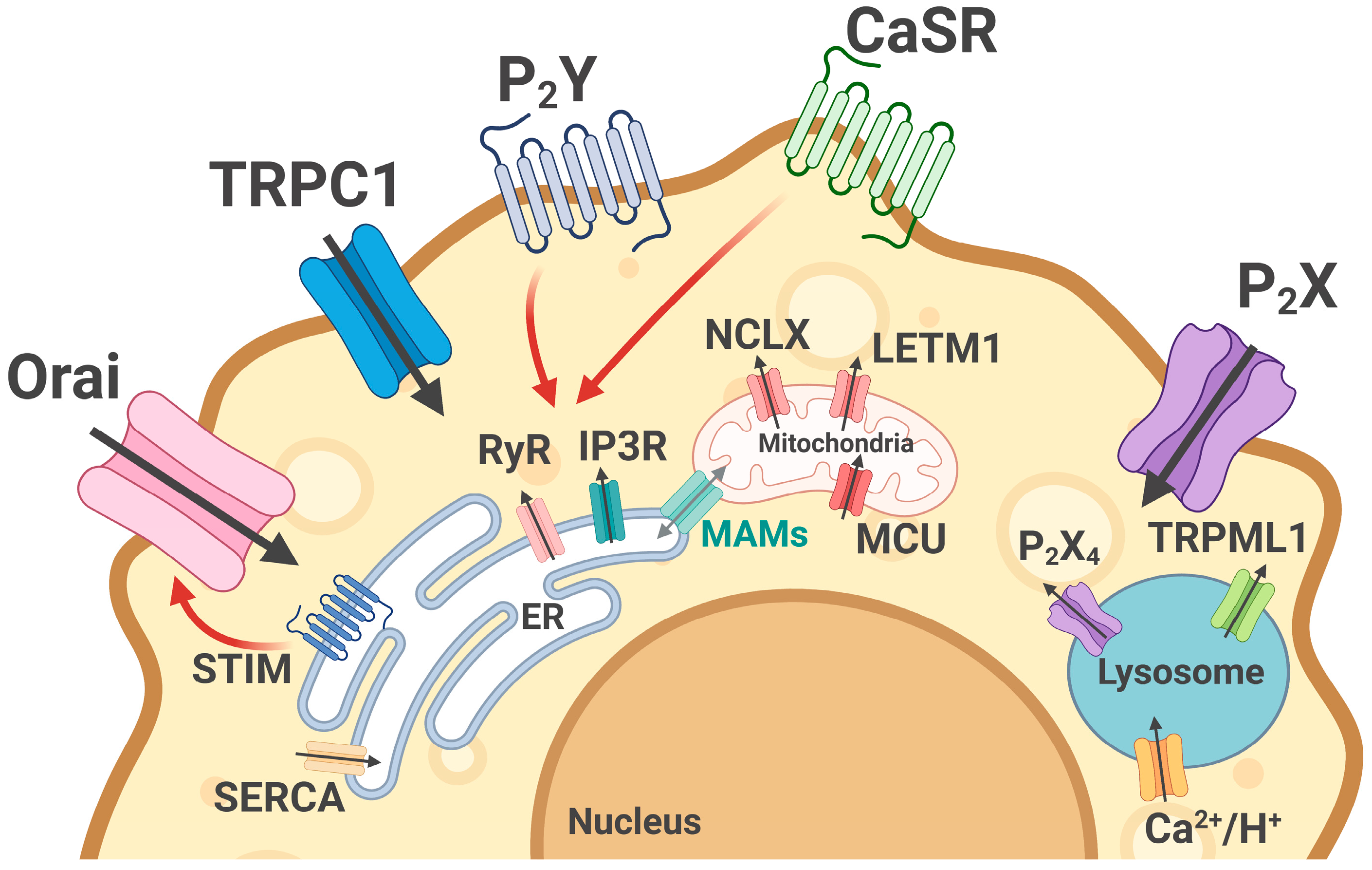 Ijms 26 11901 g001 Ijms 26 11901 g001